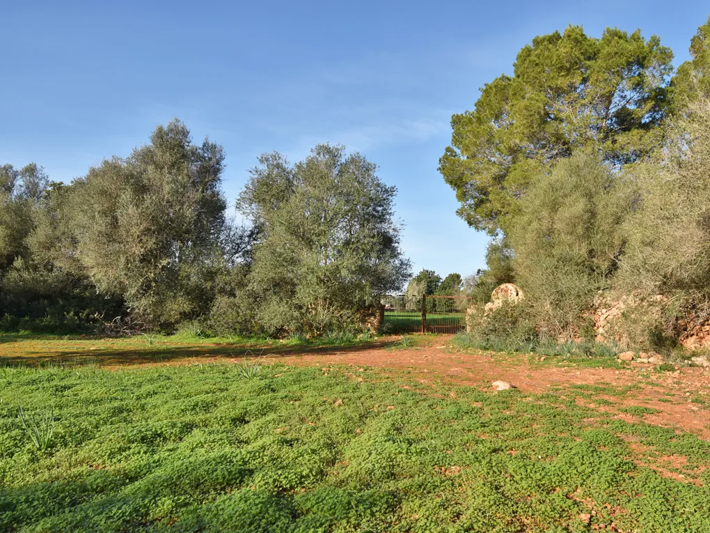 Rustieke bouwkavel in Llucmajor-3