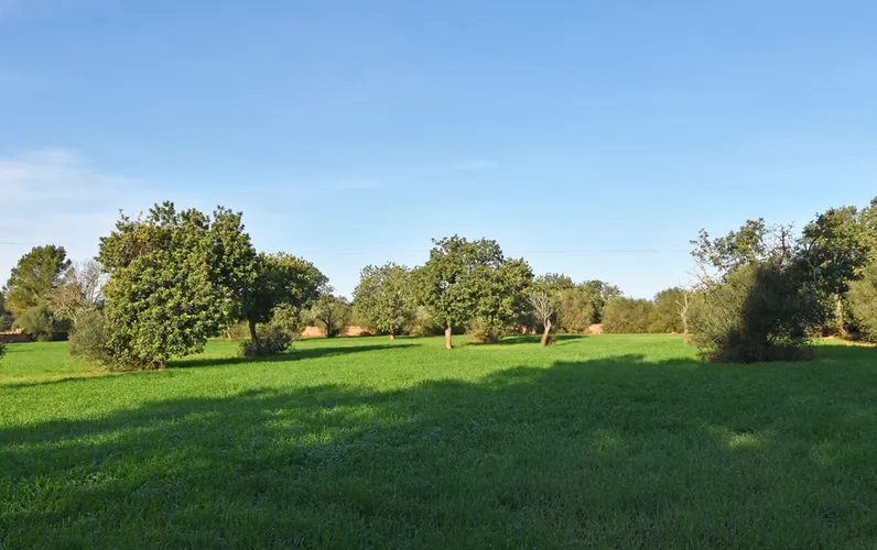 Solar rústico edificable en Llucmajor