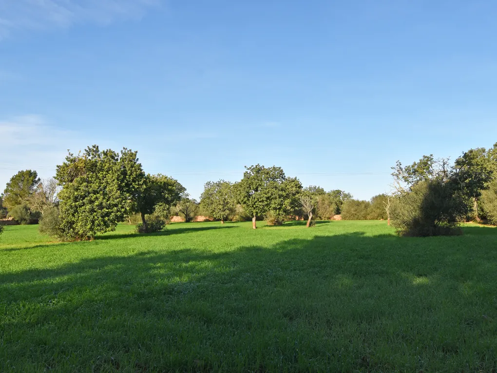 Rustikales Baugrundstück in Llucmajor-1