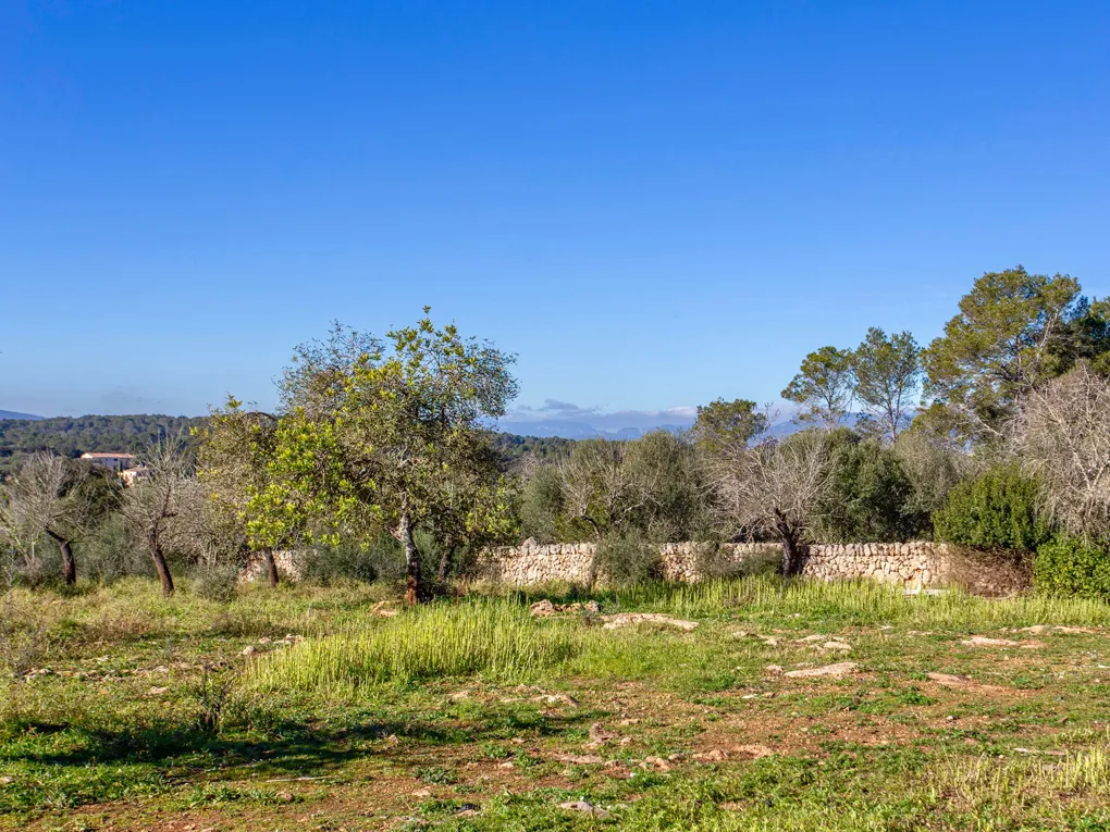Beautiful plot with a ruin in Costitx-2
