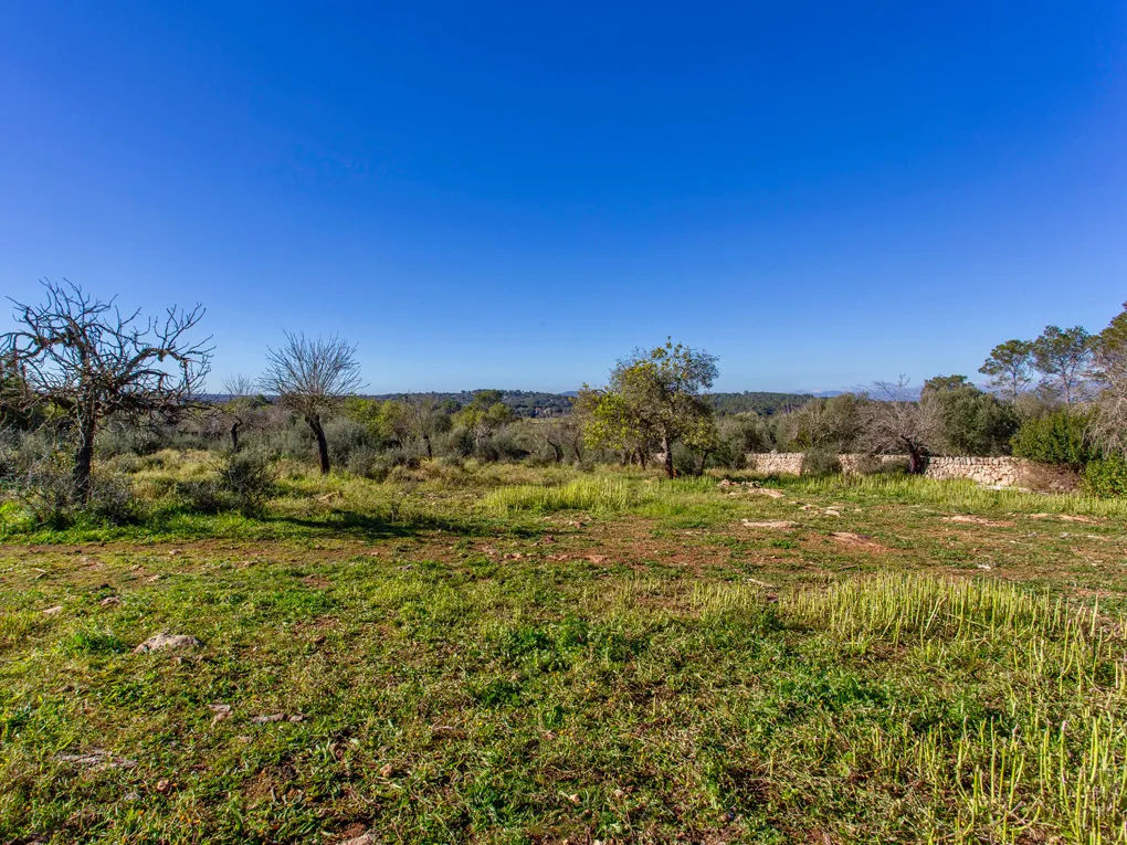 Beautiful plot with a ruin in Costitx-3