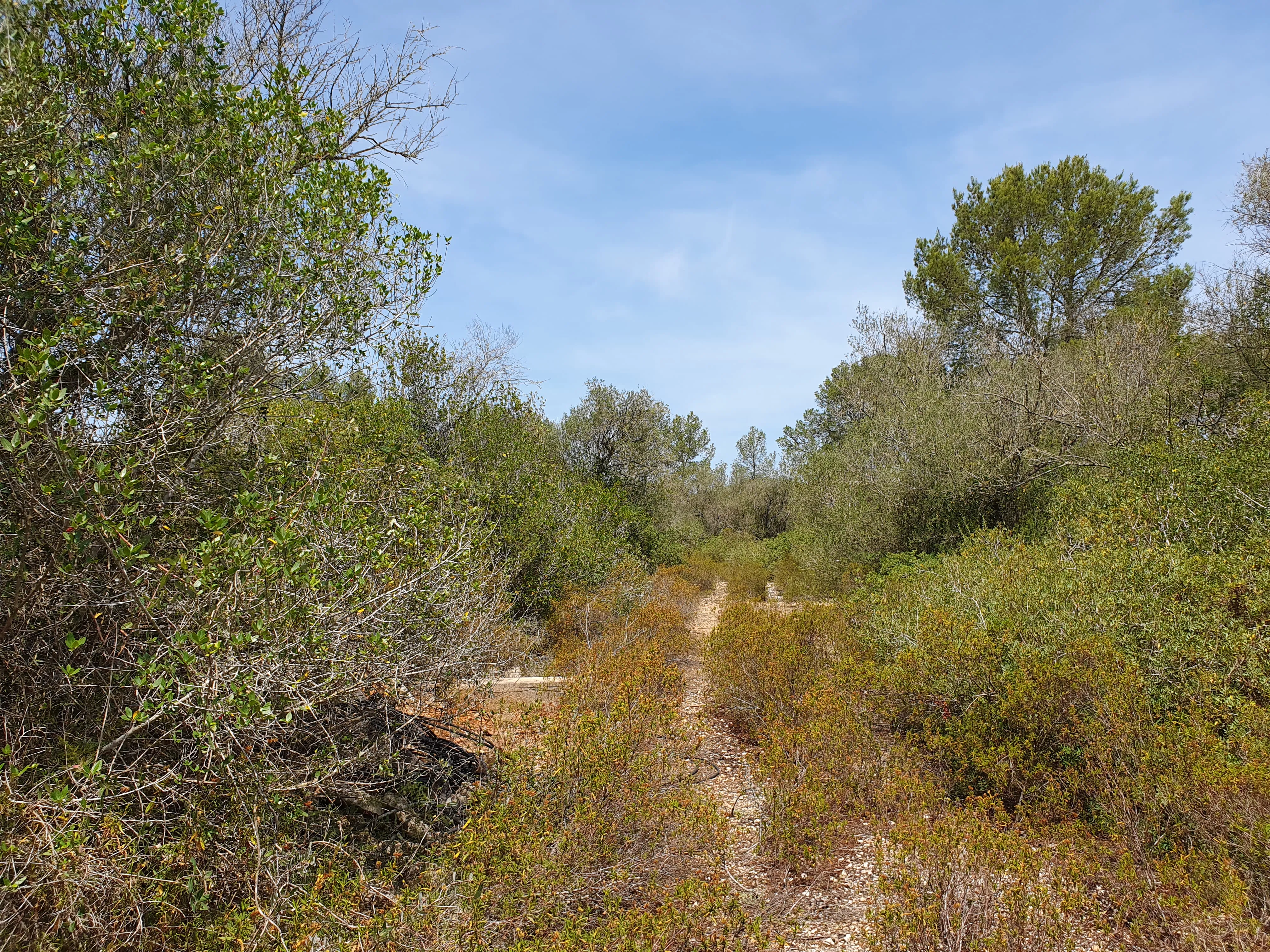 Idyllisk byggegrund med projekt i Sencelles-2