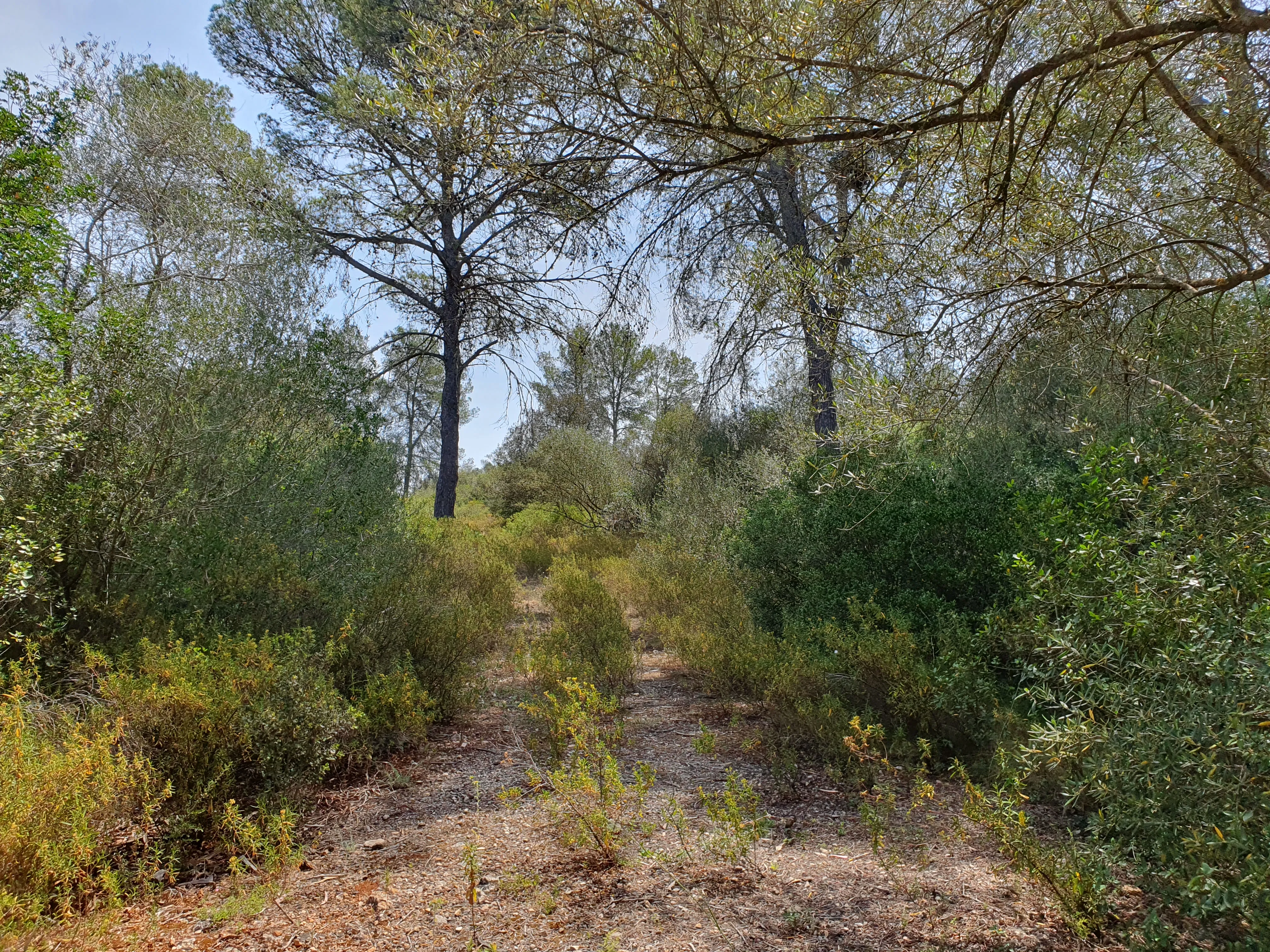 Idyllisk byggegrund med projekt i Sencelles-3