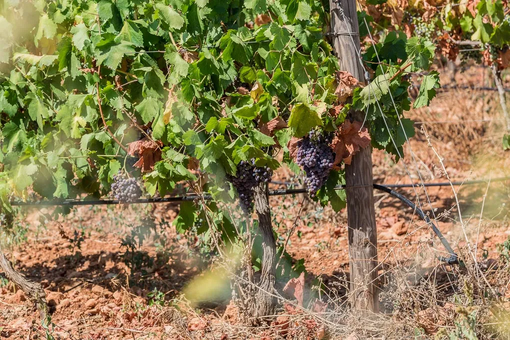 Elegante finca mediterranea con piscina riscaldata e palestra-2