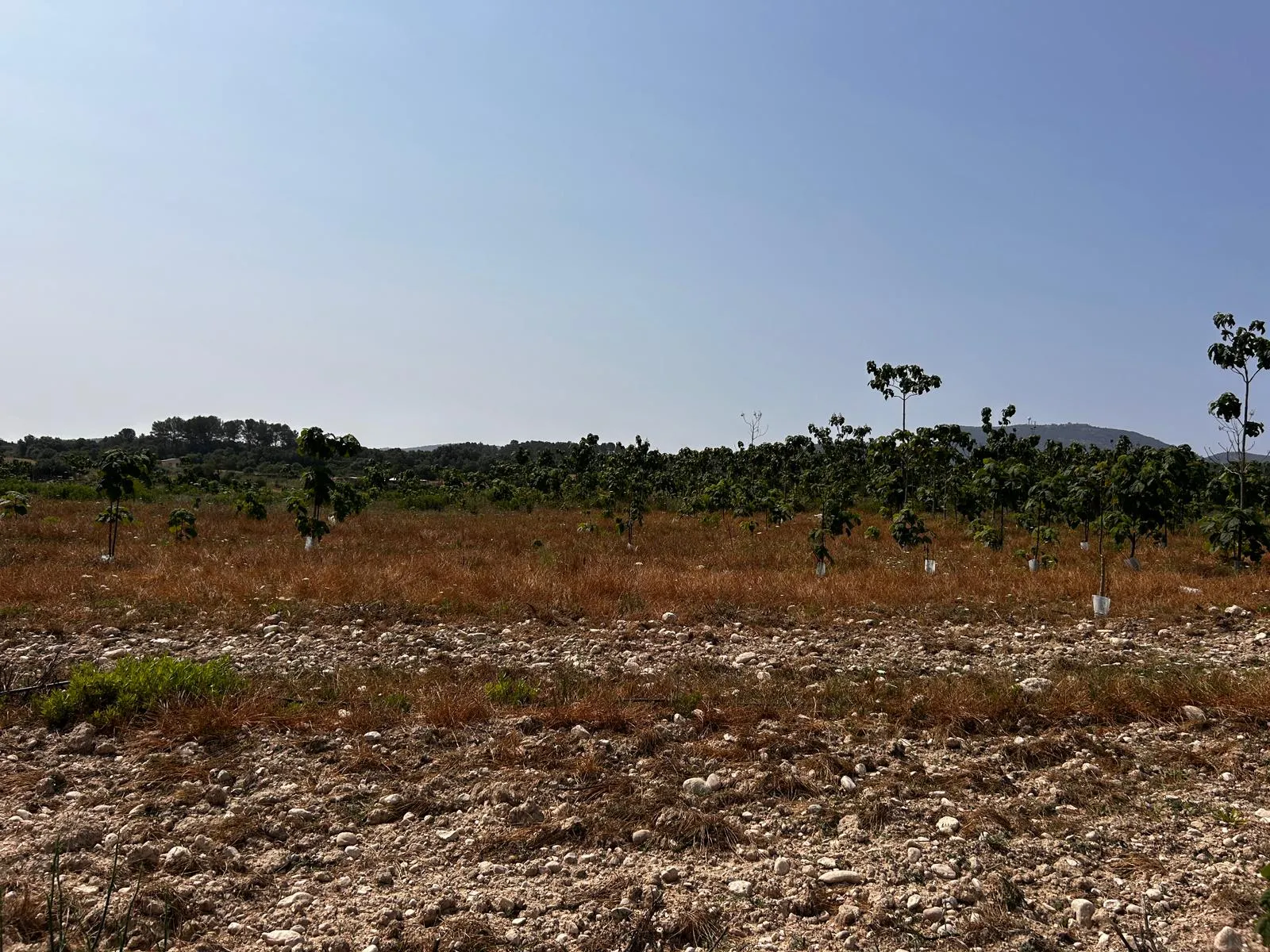 Terreny edificable situat en un entorn idíl·lic-2