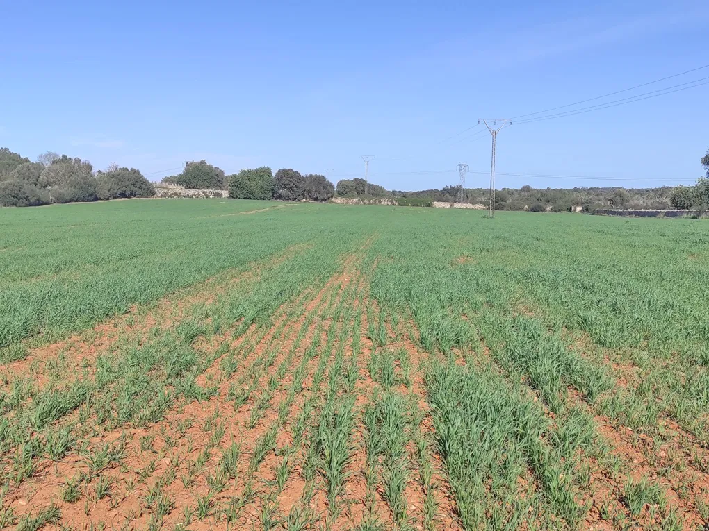 Parcel·la rural amb permís d'obres a prop de Llubi-5