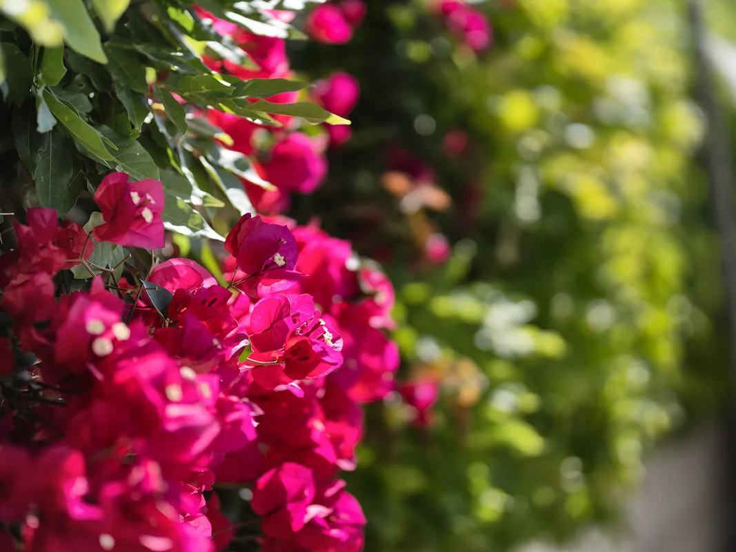 Palma Oasis - Casa in un'esclusiva comunità residenziale con molto spazio verde-21