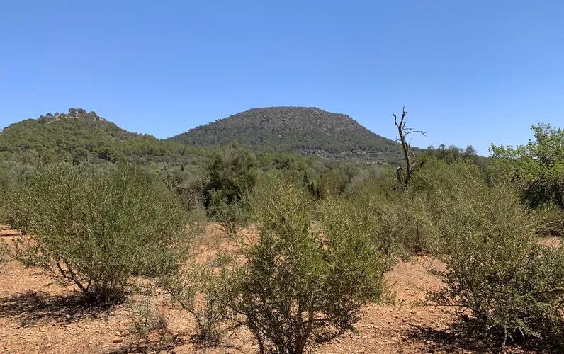 Grundstück mit Bergblick in Llucmajor