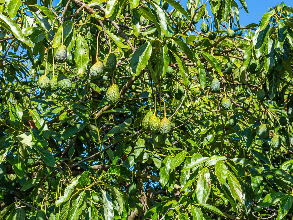 Bonita finca con granja de Aguacates-21