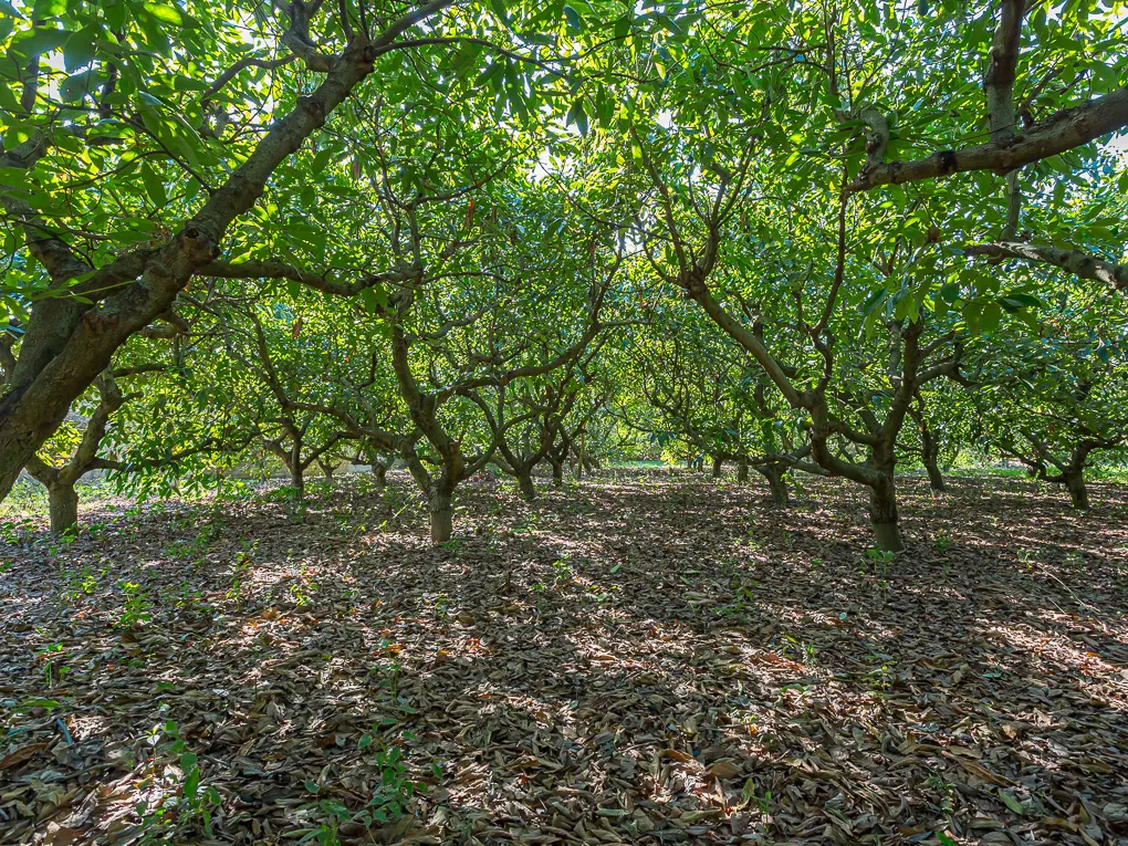 Bonita finca con granja de Aguacates-4