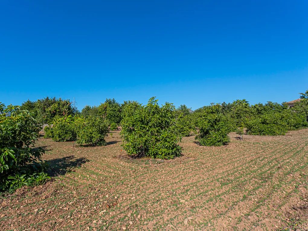 Bonita finca con granja de Aguacates-20