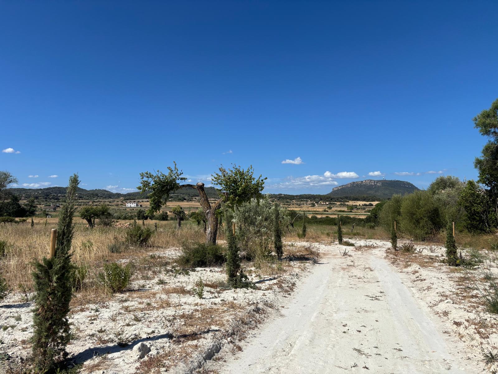 Dream plot in Montuïri with panoramic views of Puig de Randa-7