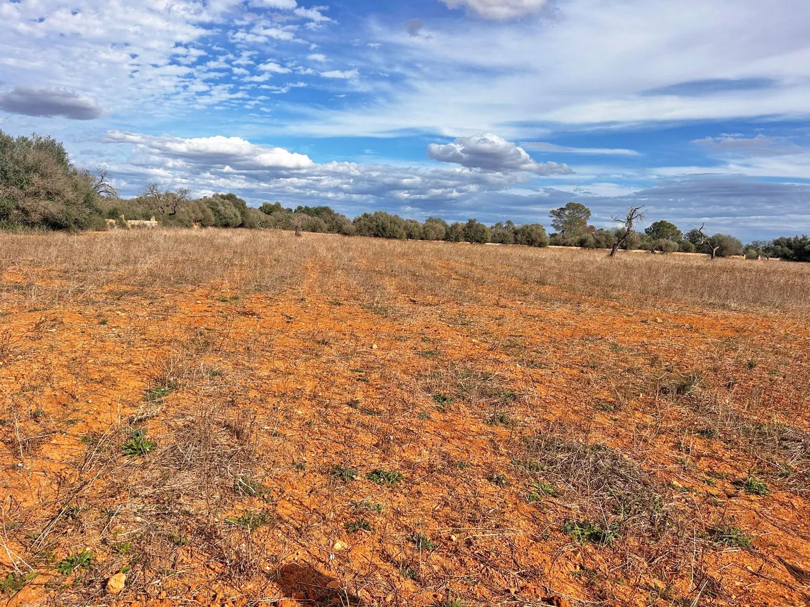 Solar con proyecto y licencia de obra en Llucmajor-5