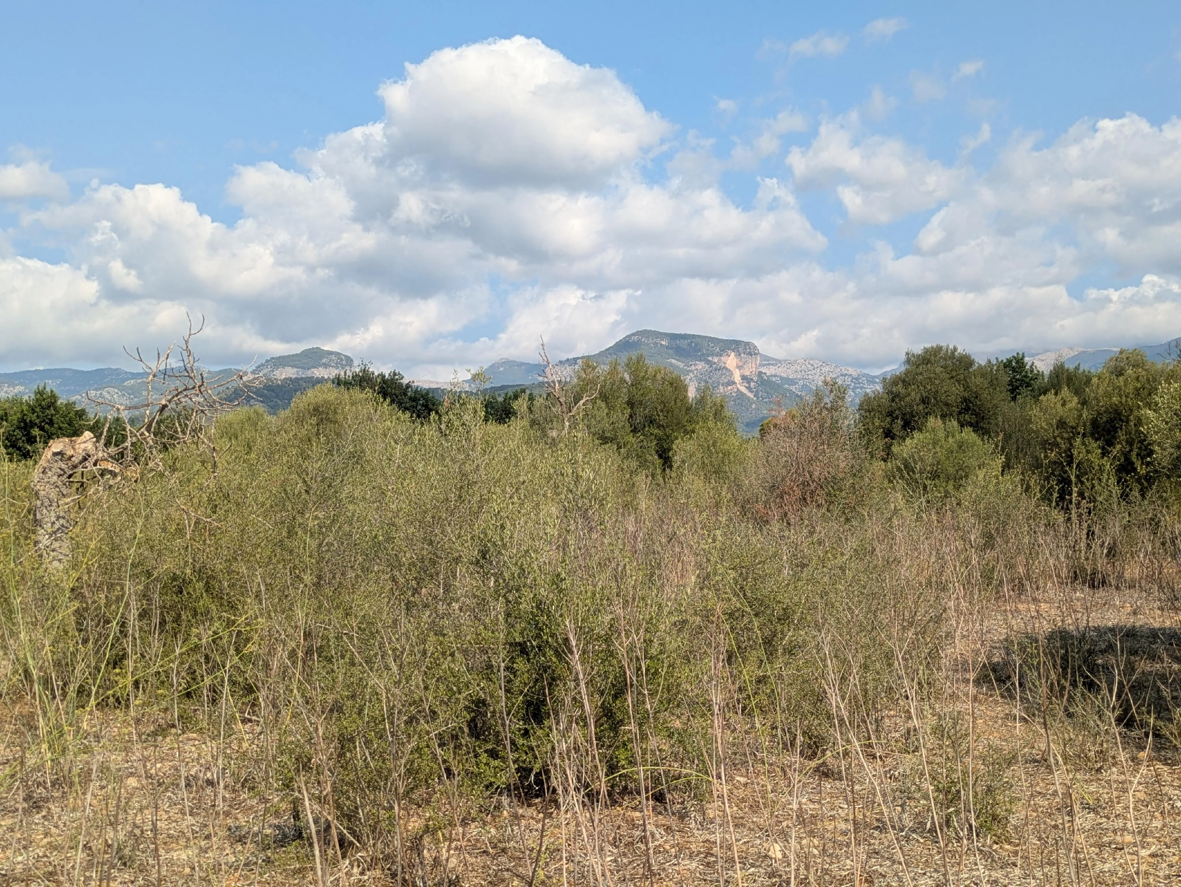 Gran parcel·la de terreny a Binissalem-7