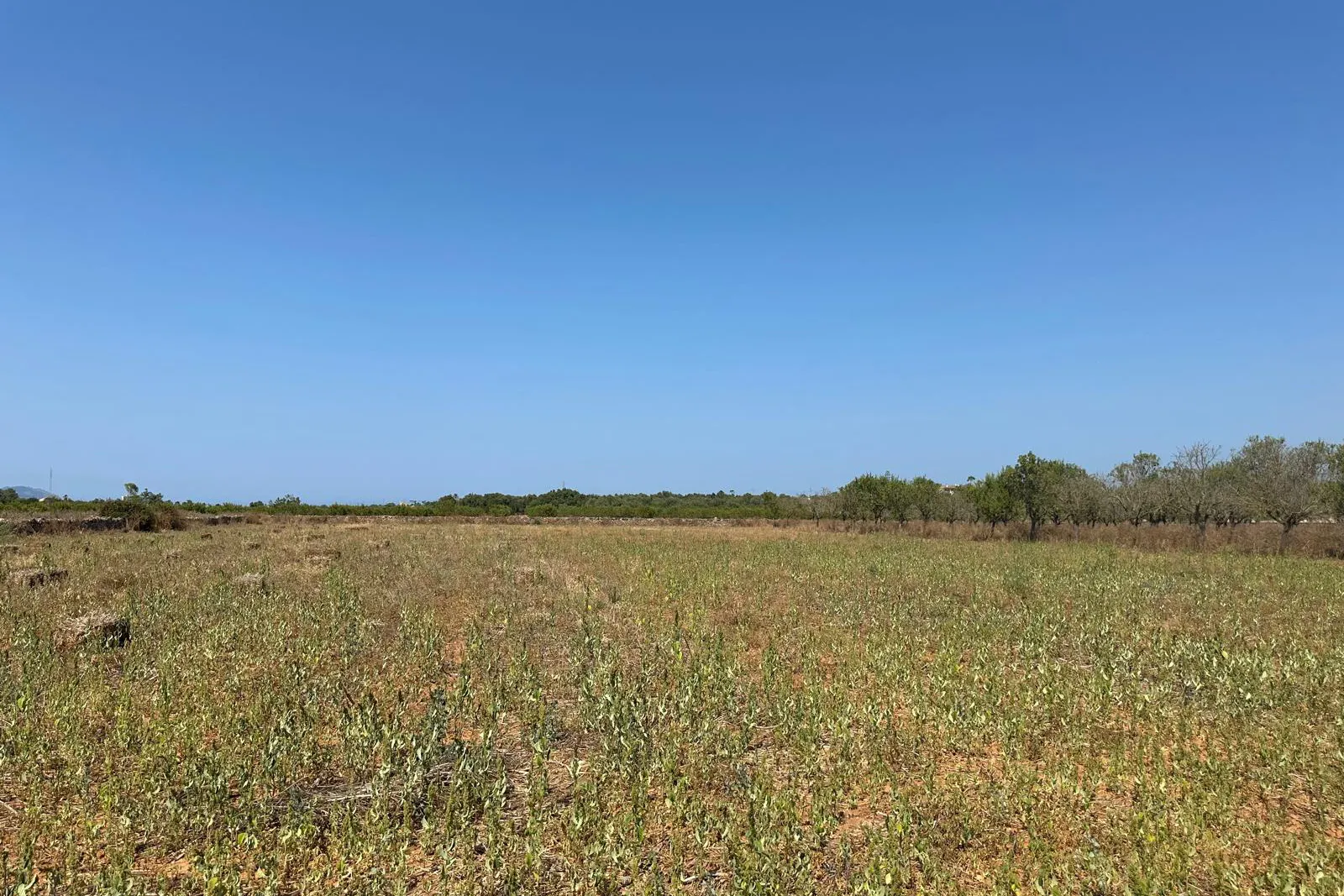 Fantastisches Grundstück von 14.500 m² mit genehmigtem Projekt und Baugenehmigung in Can Picafort-2