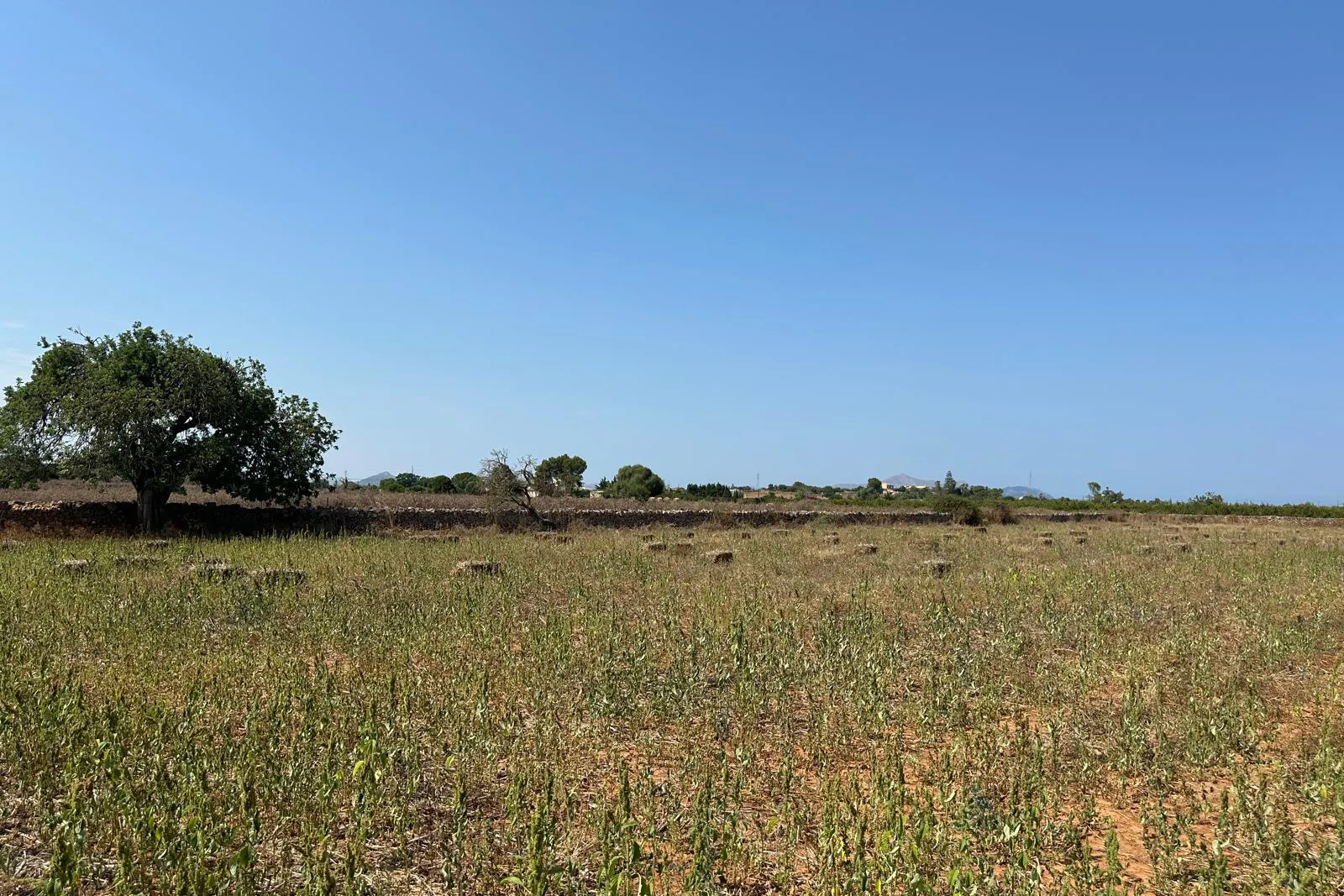 Fantastisch perceel van 14.500 m² met goedgekeurd project en bouwvergunning in Can Picafort-3