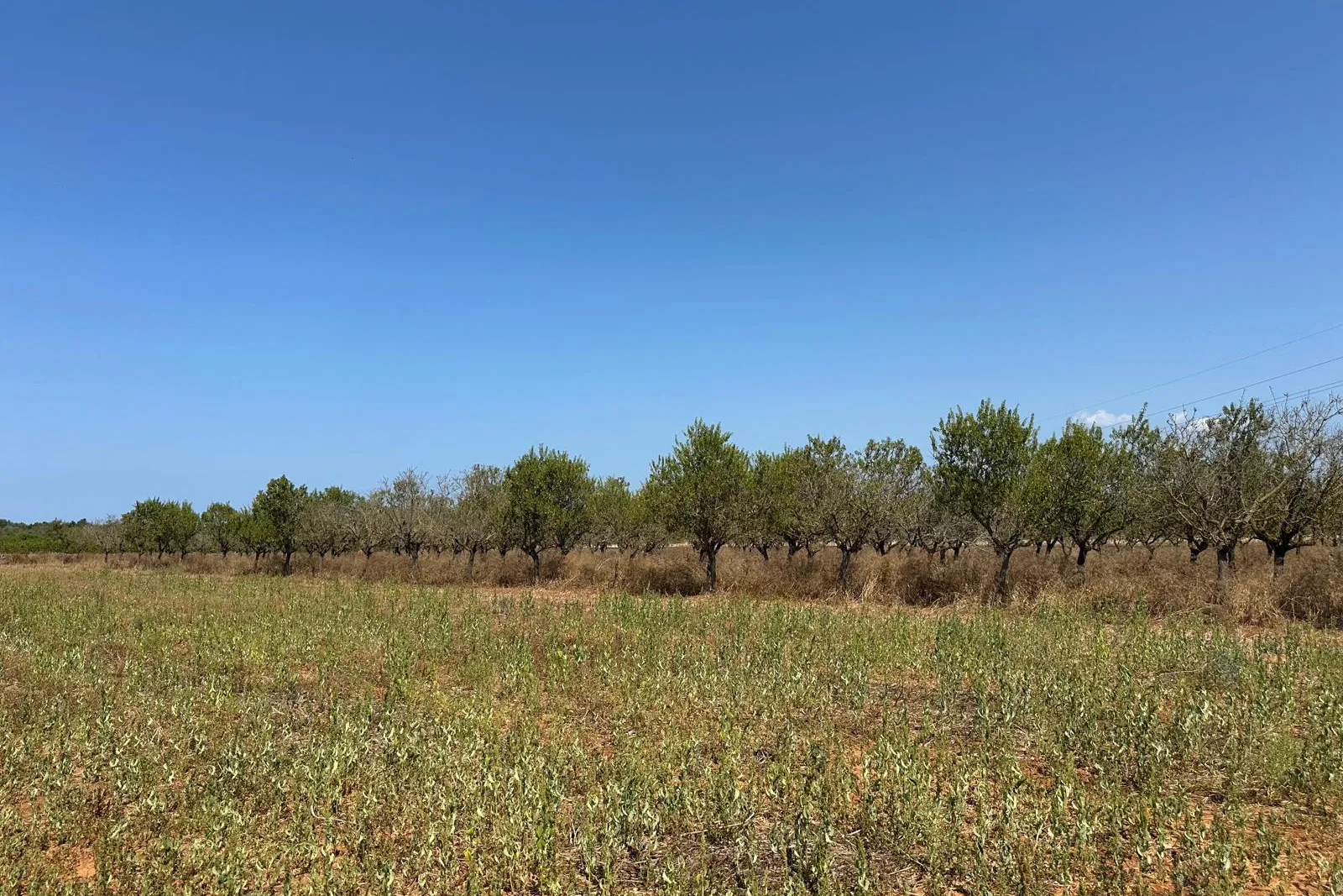 Fantastisches Grundstück von 14.500 m² mit genehmigtem Projekt und Baugenehmigung in Can Picafort-4