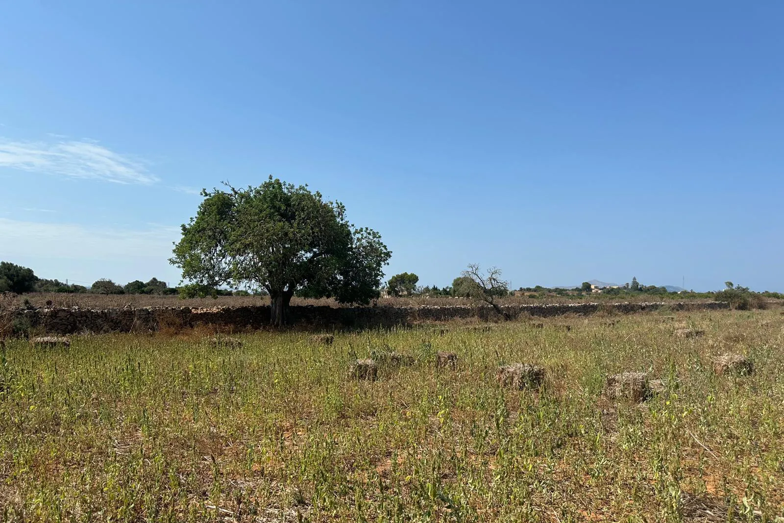 Fantastisches Grundstück von 14.500 m² mit genehmigtem Projekt und Baugenehmigung in Can Picafort-1