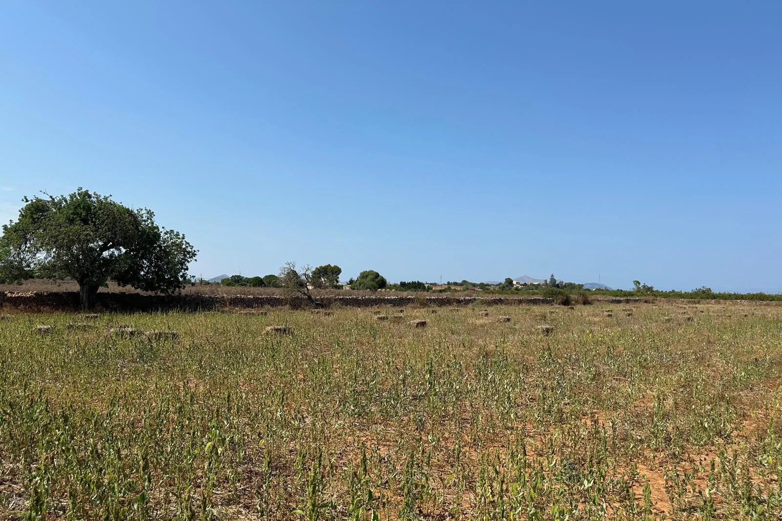 Fantastisches Grundstück von 14.500 m² mit genehmigtem Projekt und Baugenehmigung in Can Picafort-3