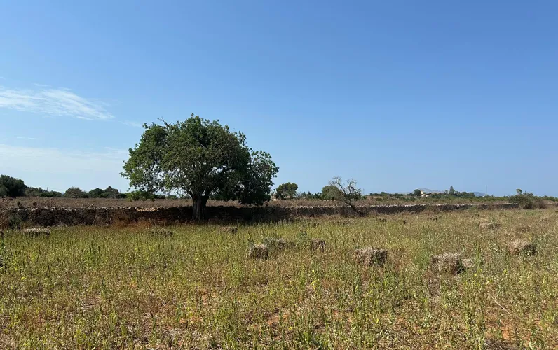 Fantástica finca rústica de 14.500 m² con proyecto y licencia aprobada en Can Picafort
