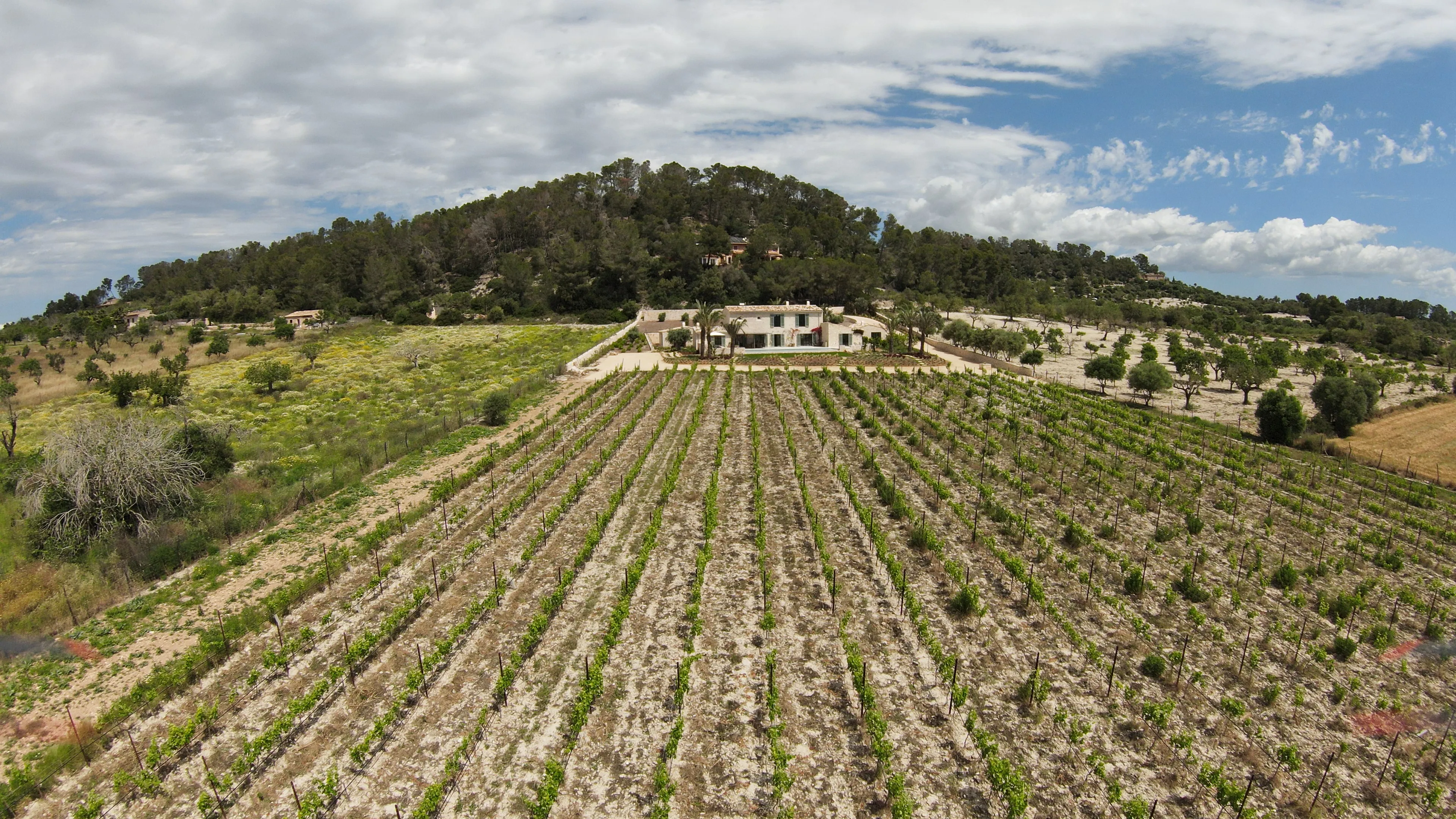 Modern newly built country house with vineyard-5