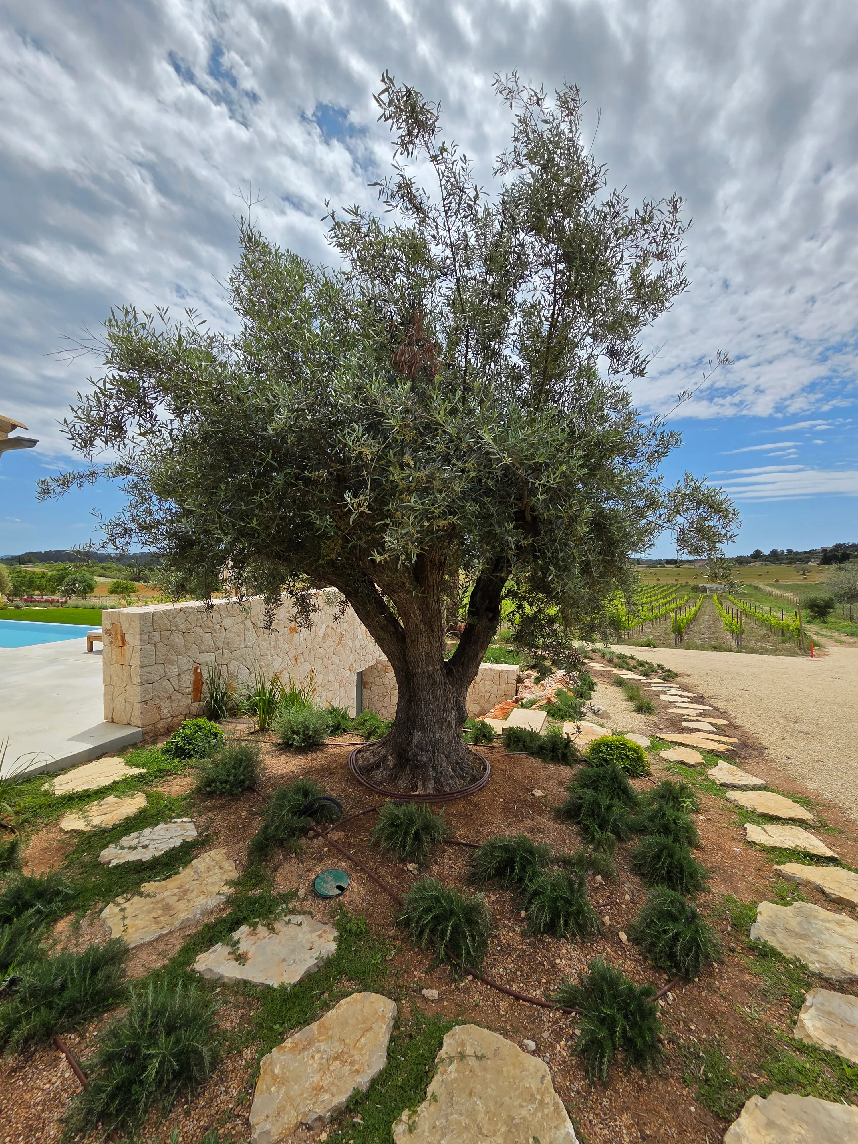 Modern newly built country house with vineyard-3