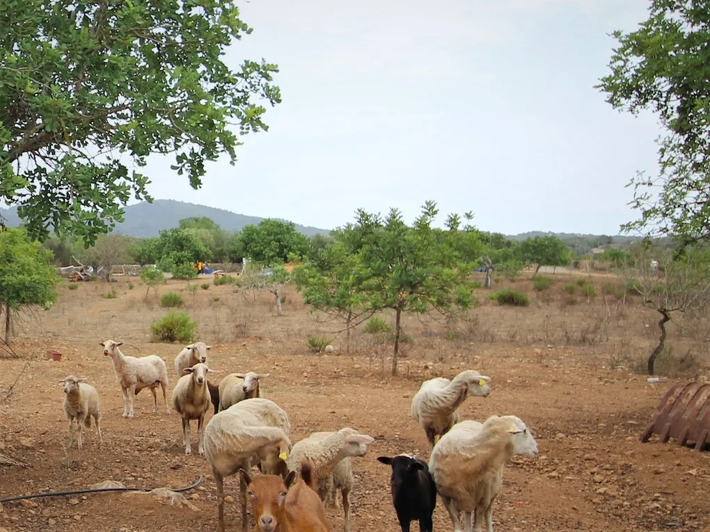 Moderne nybygget finca-5