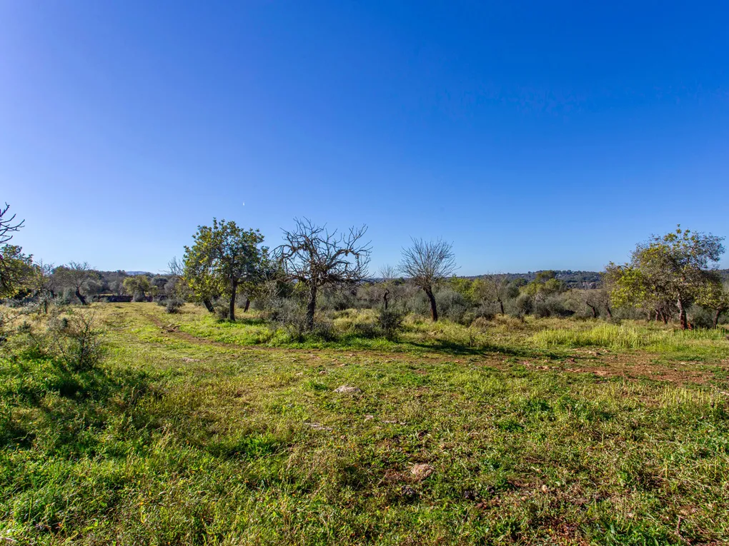 Rustic plot with beautiful views in Costitx-1