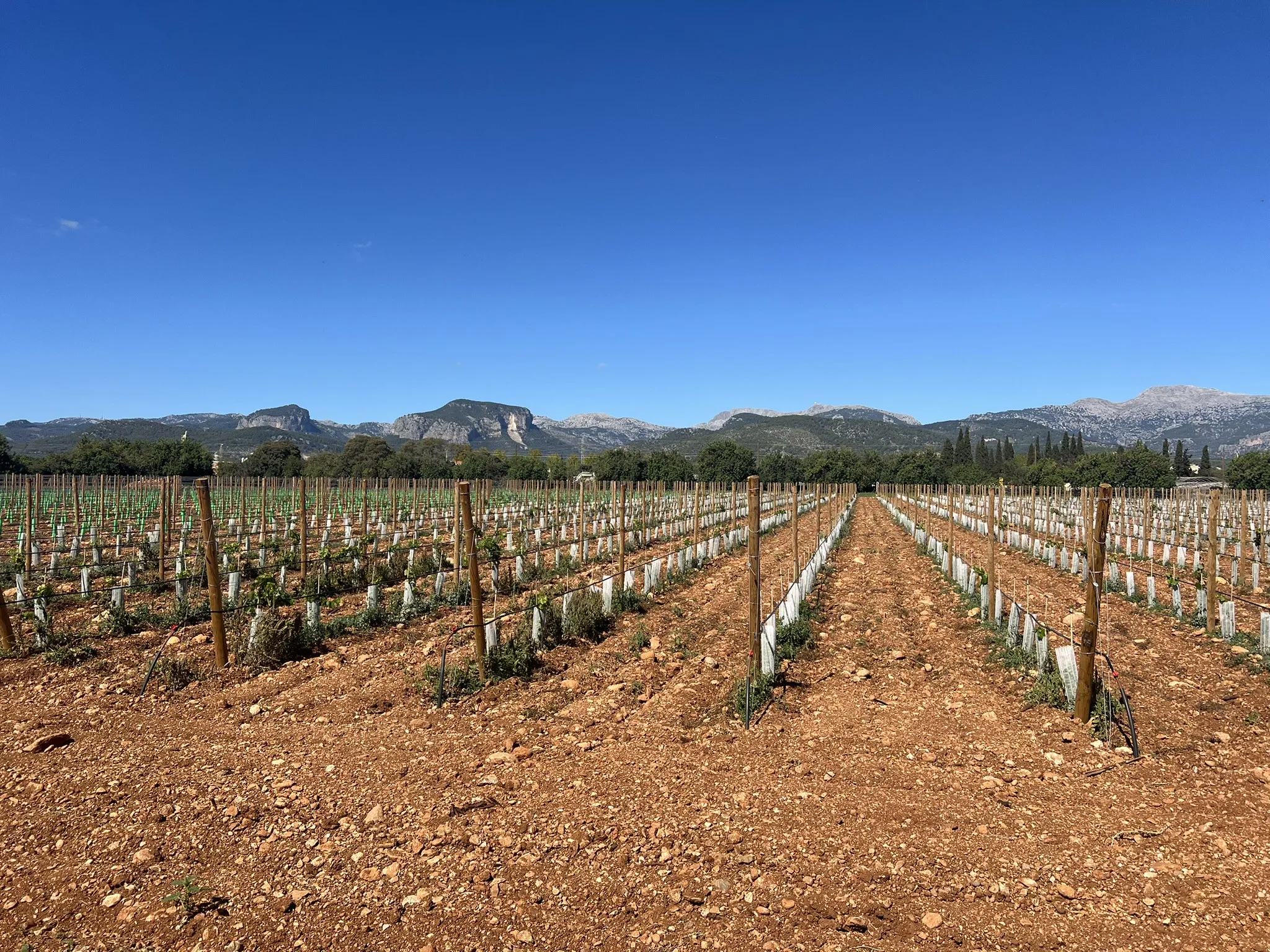 Modern nieuwbouw landhuis met wijngaarden en uitzicht op het platteland-1