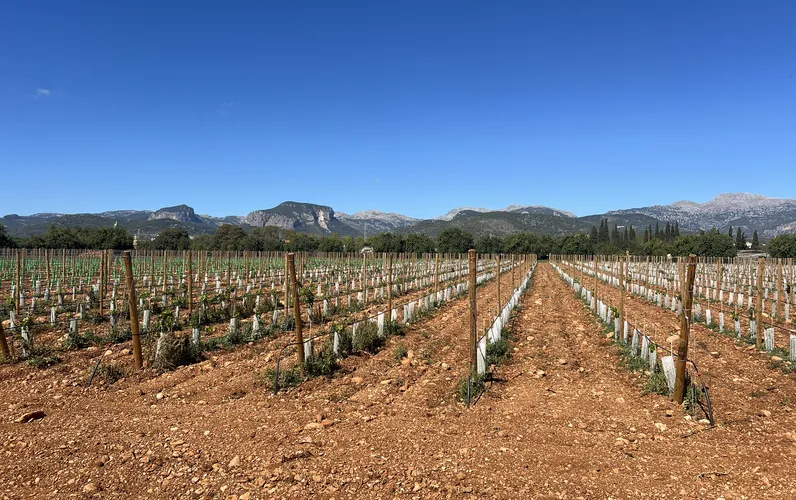 Maison de campagne moderne de construction récente avec vignobles et vue sur la campagne