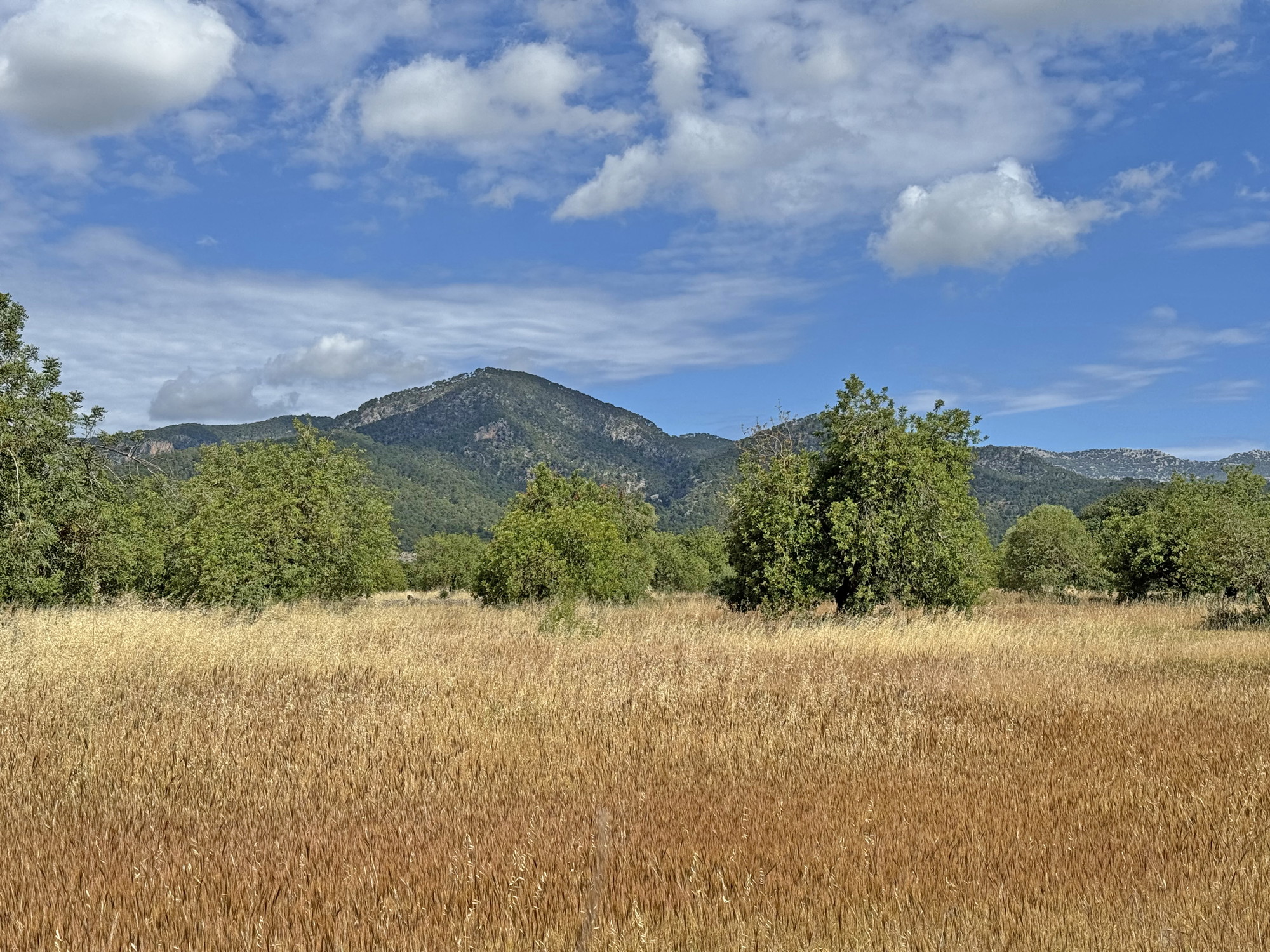 Building plot in prime location, Santa María del Camí-3