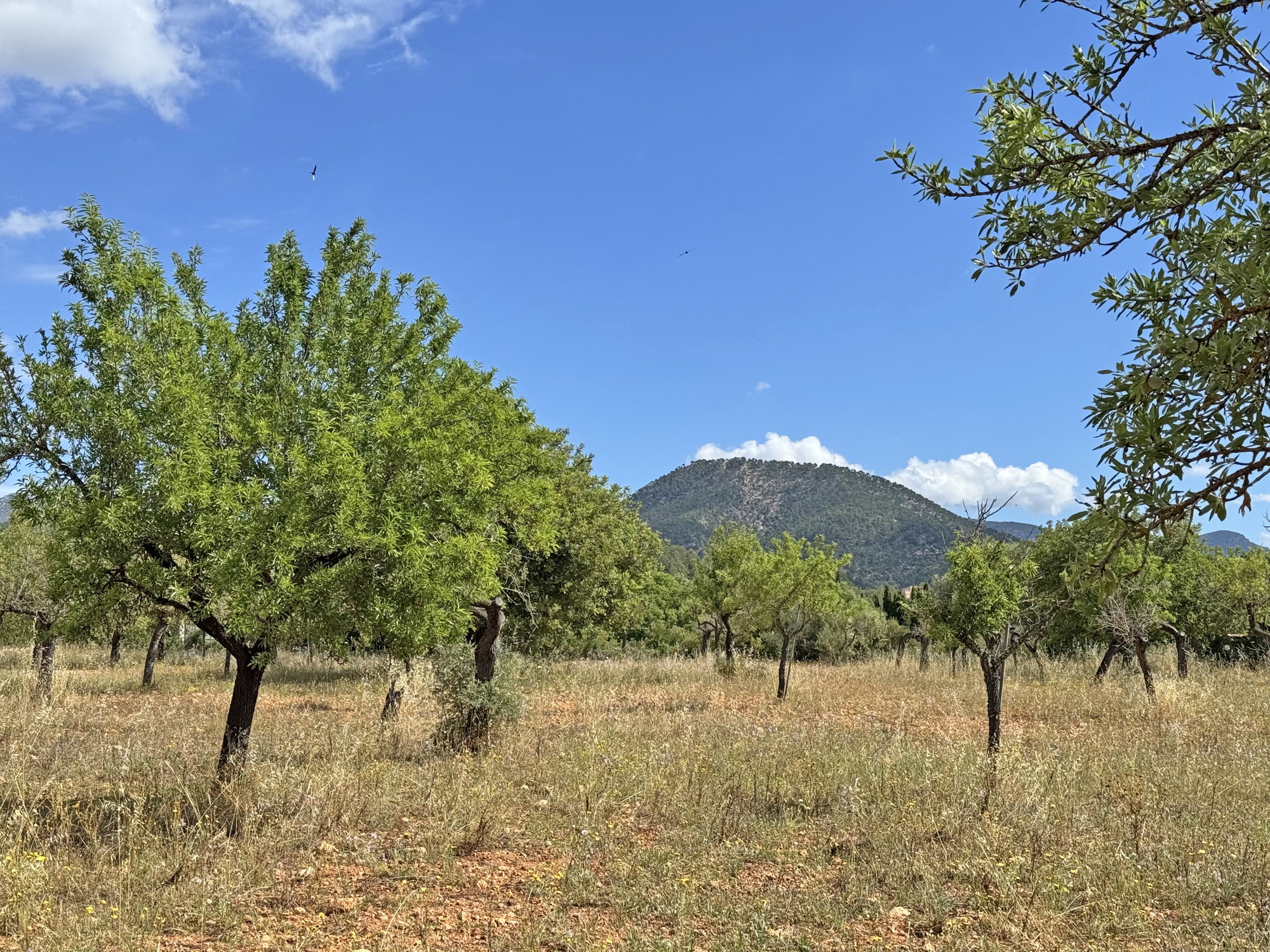 Parcel·la per a construcció en una ubicació privilegiada a Santa María del Camí