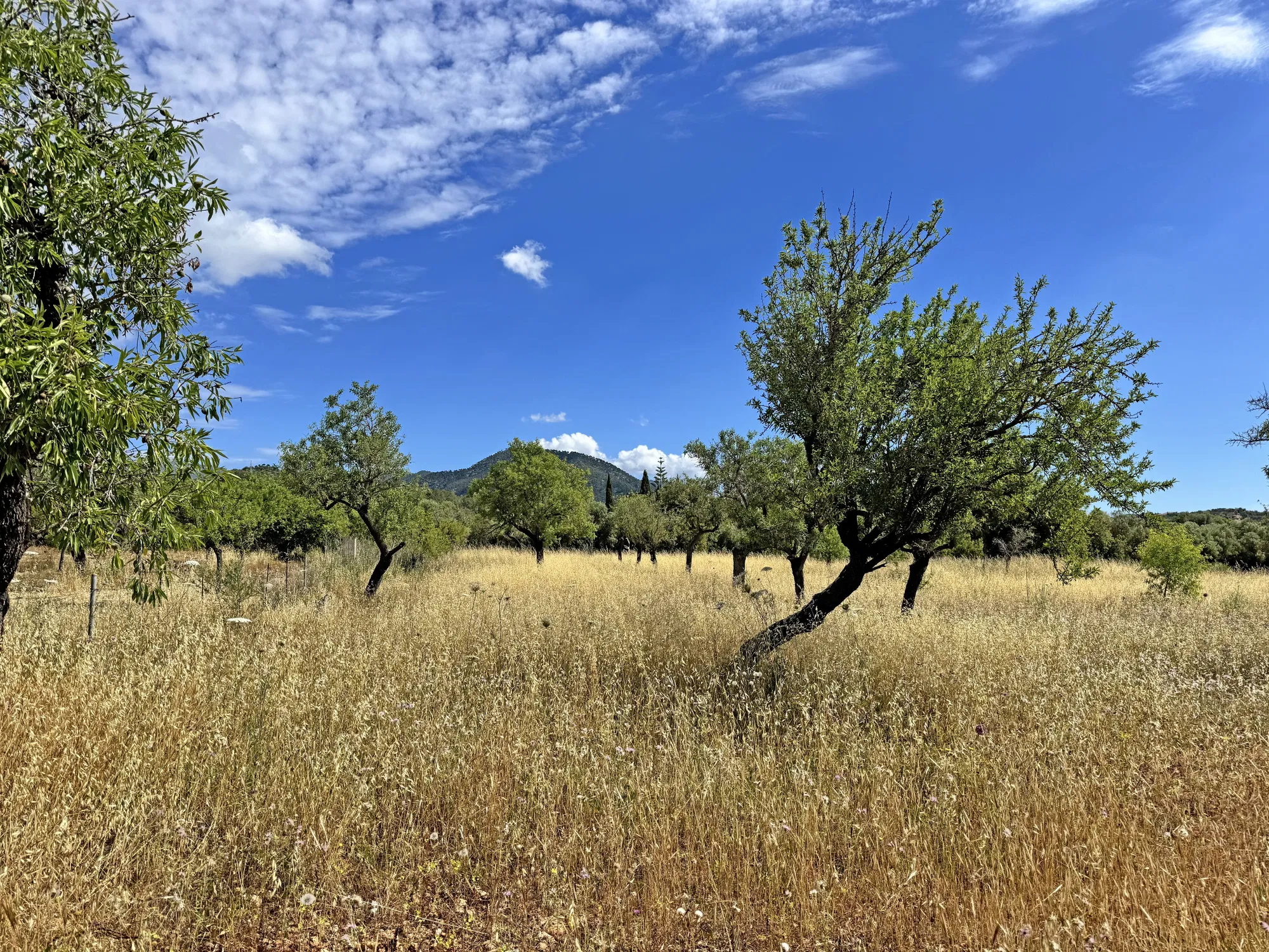 Building plot in prime location, Santa María del Camí-2