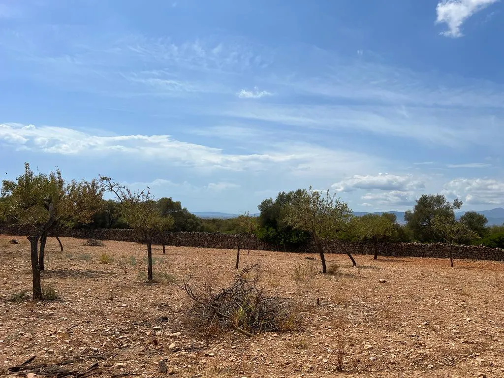 Magnifique terrain à Portol-6