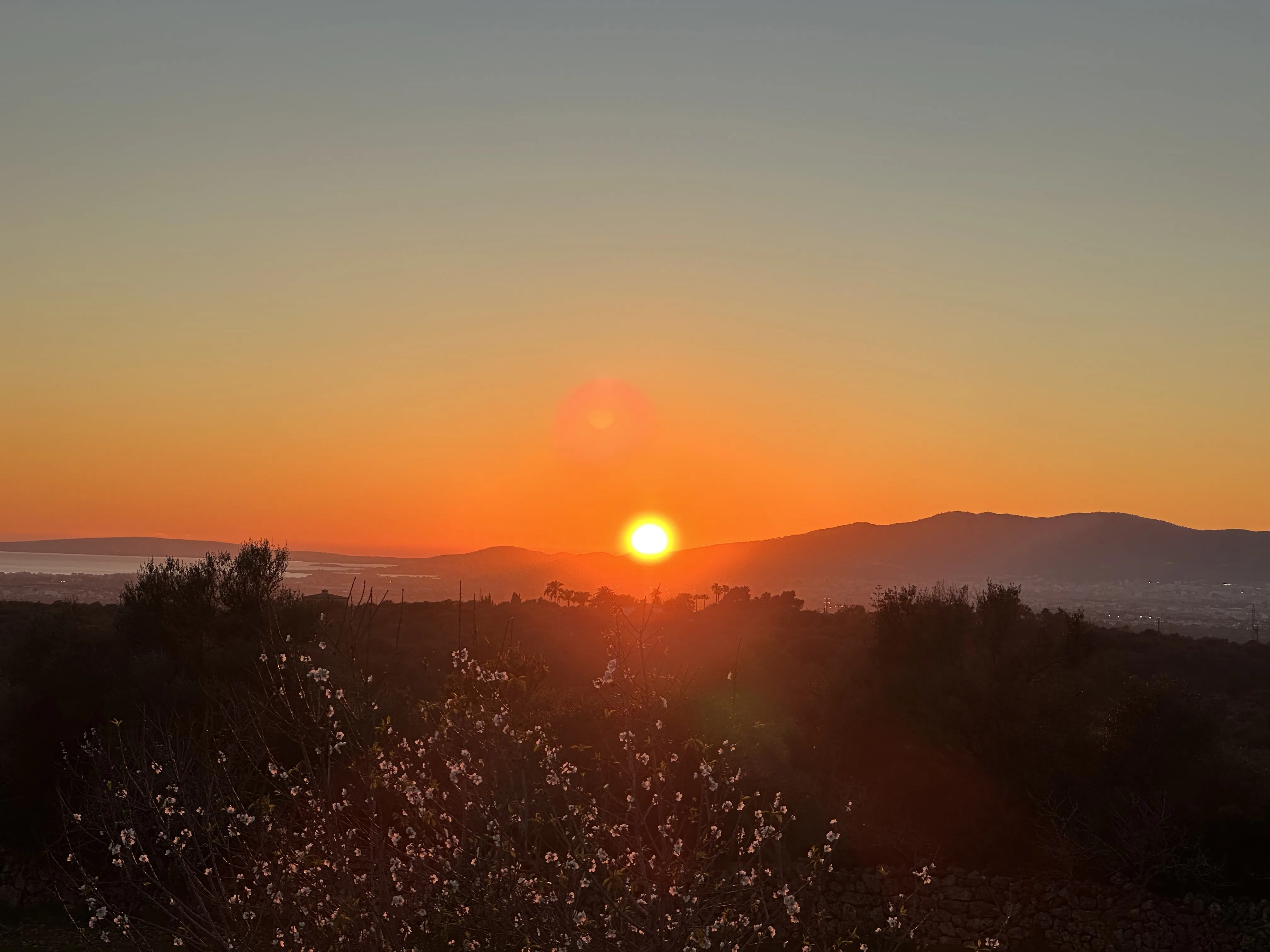 Magnifique terrain à Portol-9