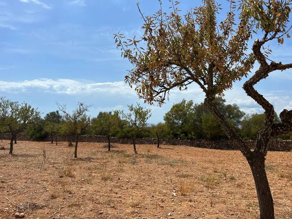 Magnifique terrain à Portol-7