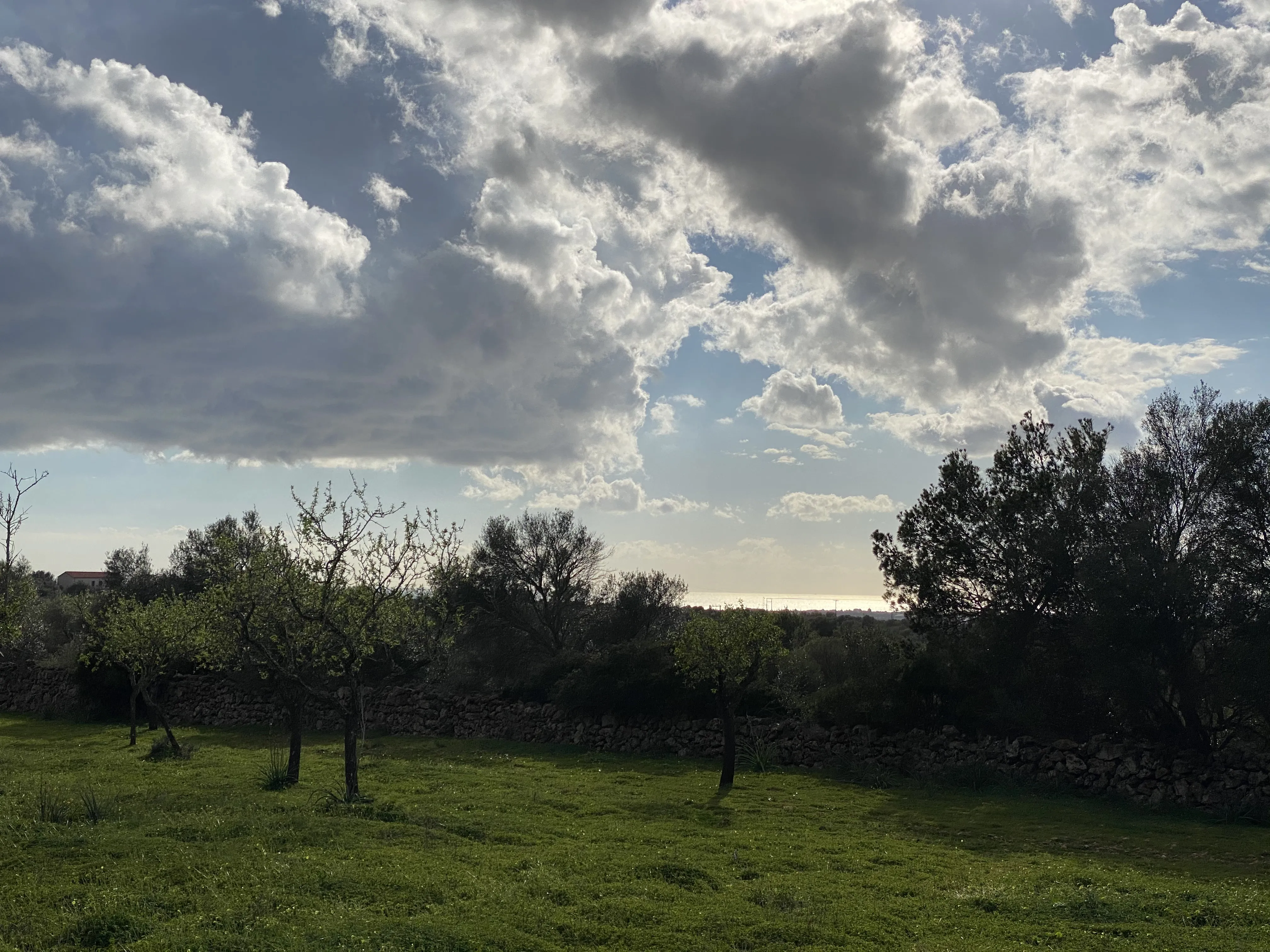 Magnifique terrain à Portol-8