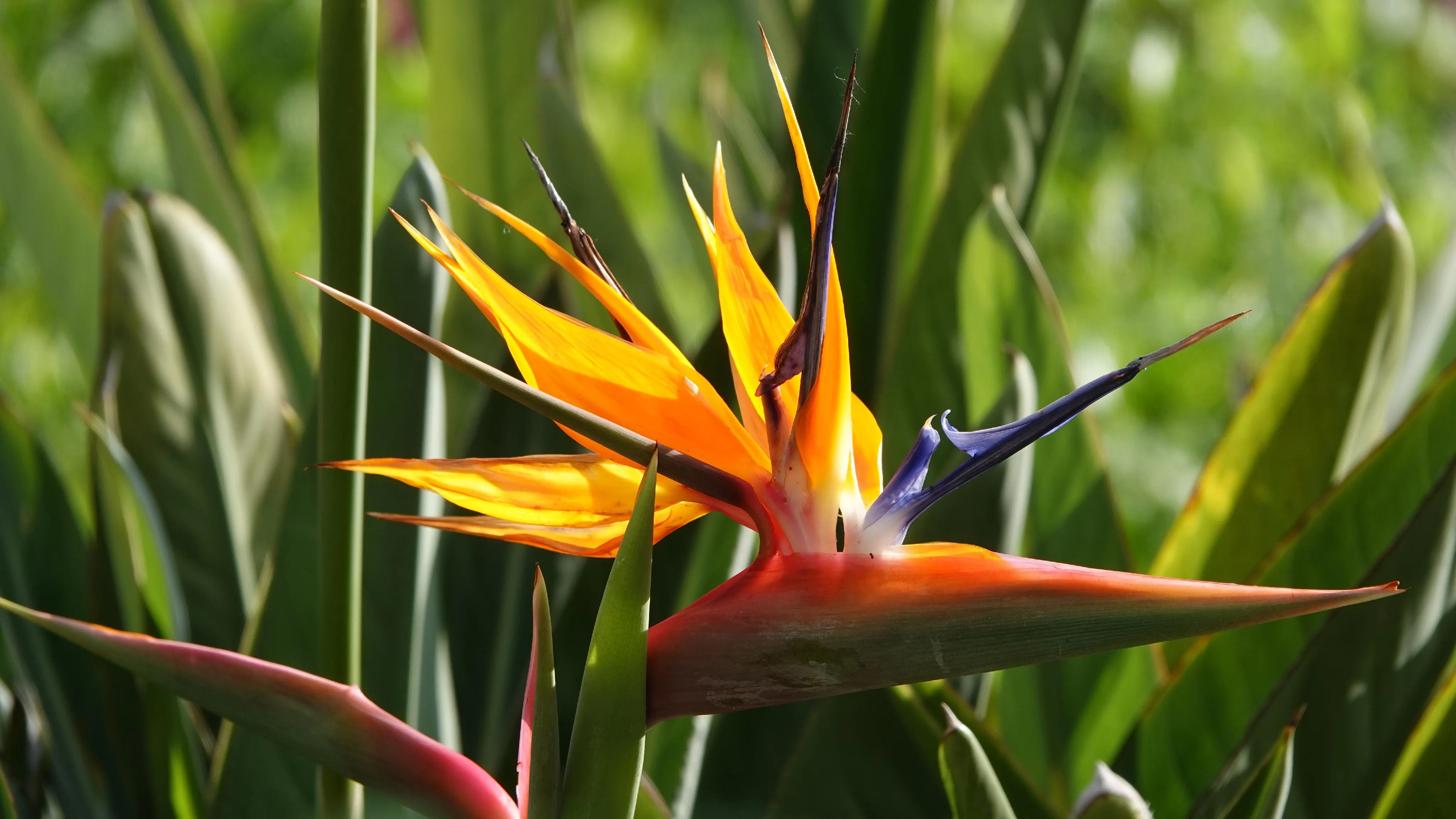 Luksusowa designerska willa w doskonałej lokalizacji na polu golfowym Pollensa z fantastycznym widokiem na morze-13