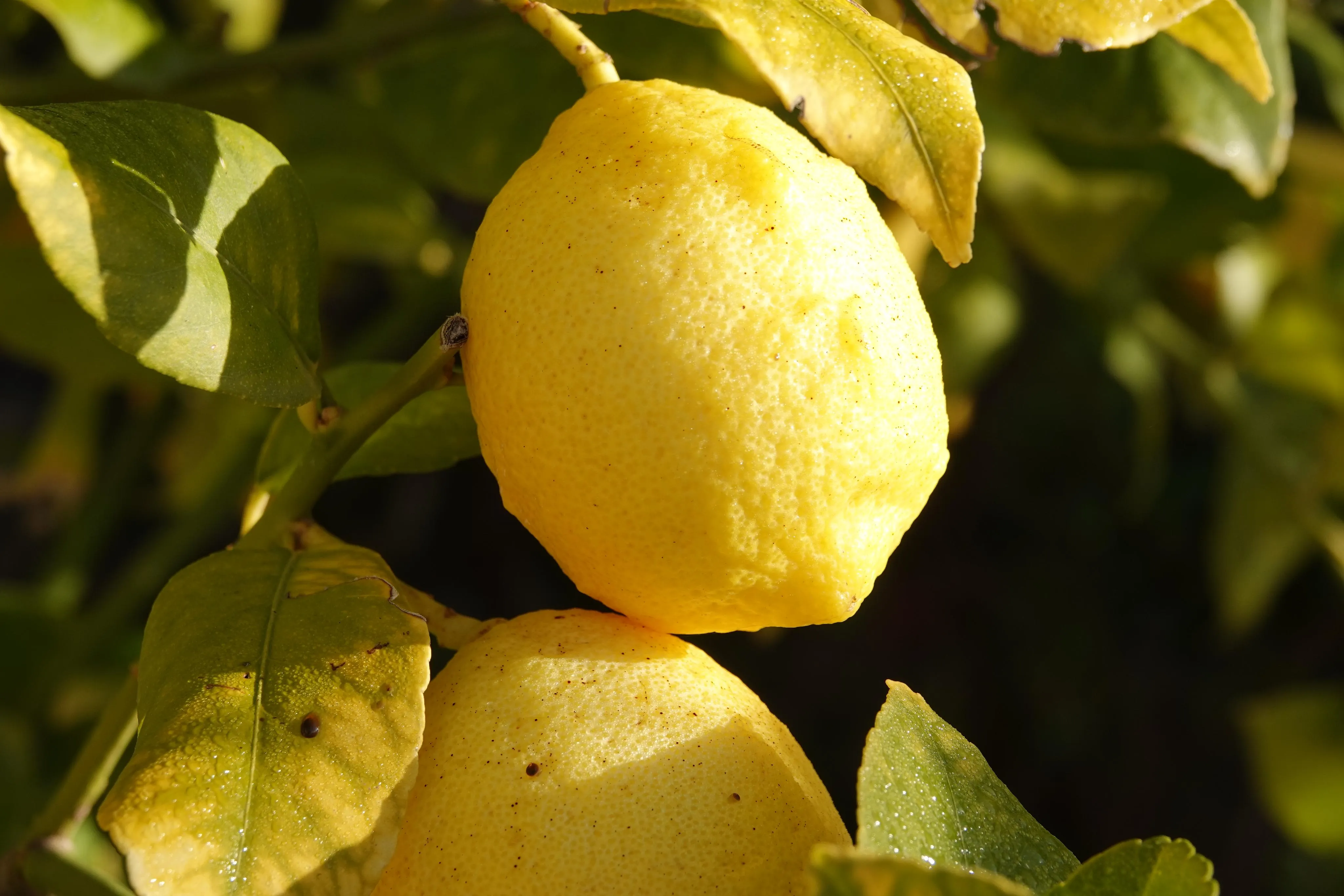 Luksusowa designerska willa w doskonałej lokalizacji na polu golfowym Pollensa z fantastycznym widokiem na morze-21