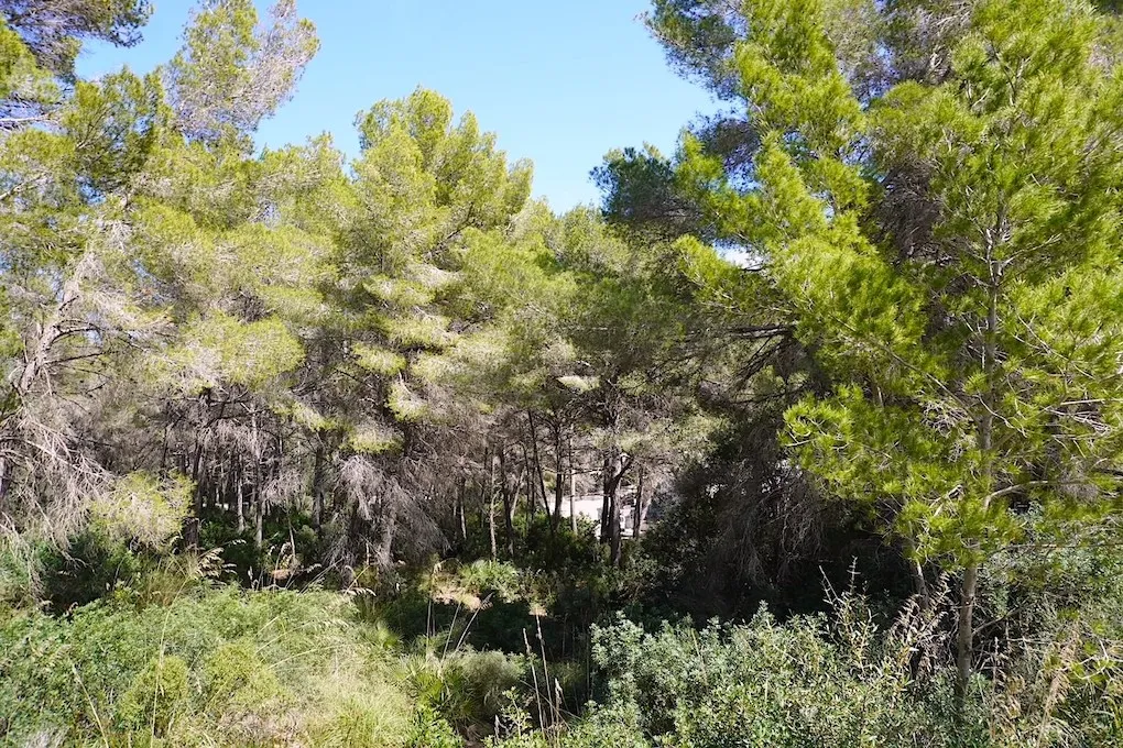 Parcela con licencia de obra y proyecto para una villa-8