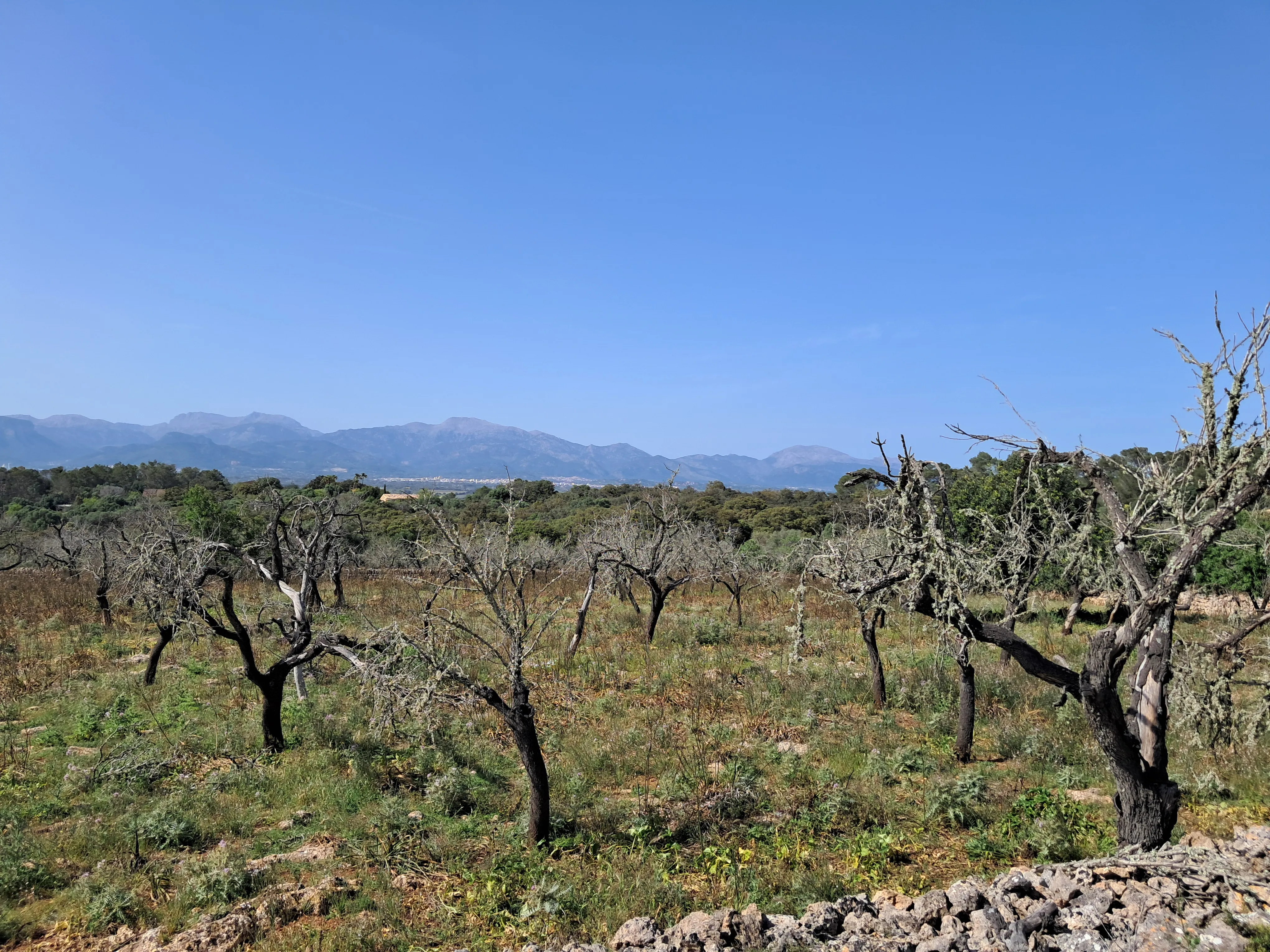 Finca récemment construite avec vue panoramique sur les montagnes de Tramuntana - en cours d'achèvement-3