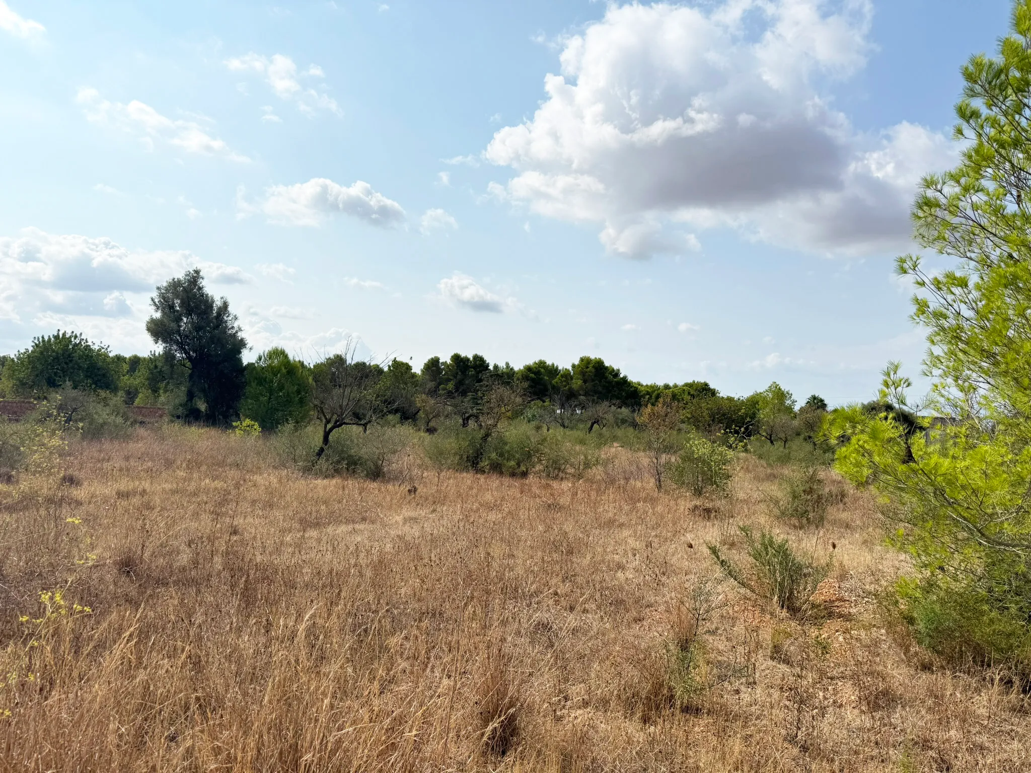 Parcel·la exclusiva per a una vila de luxe a prop de Palma-2