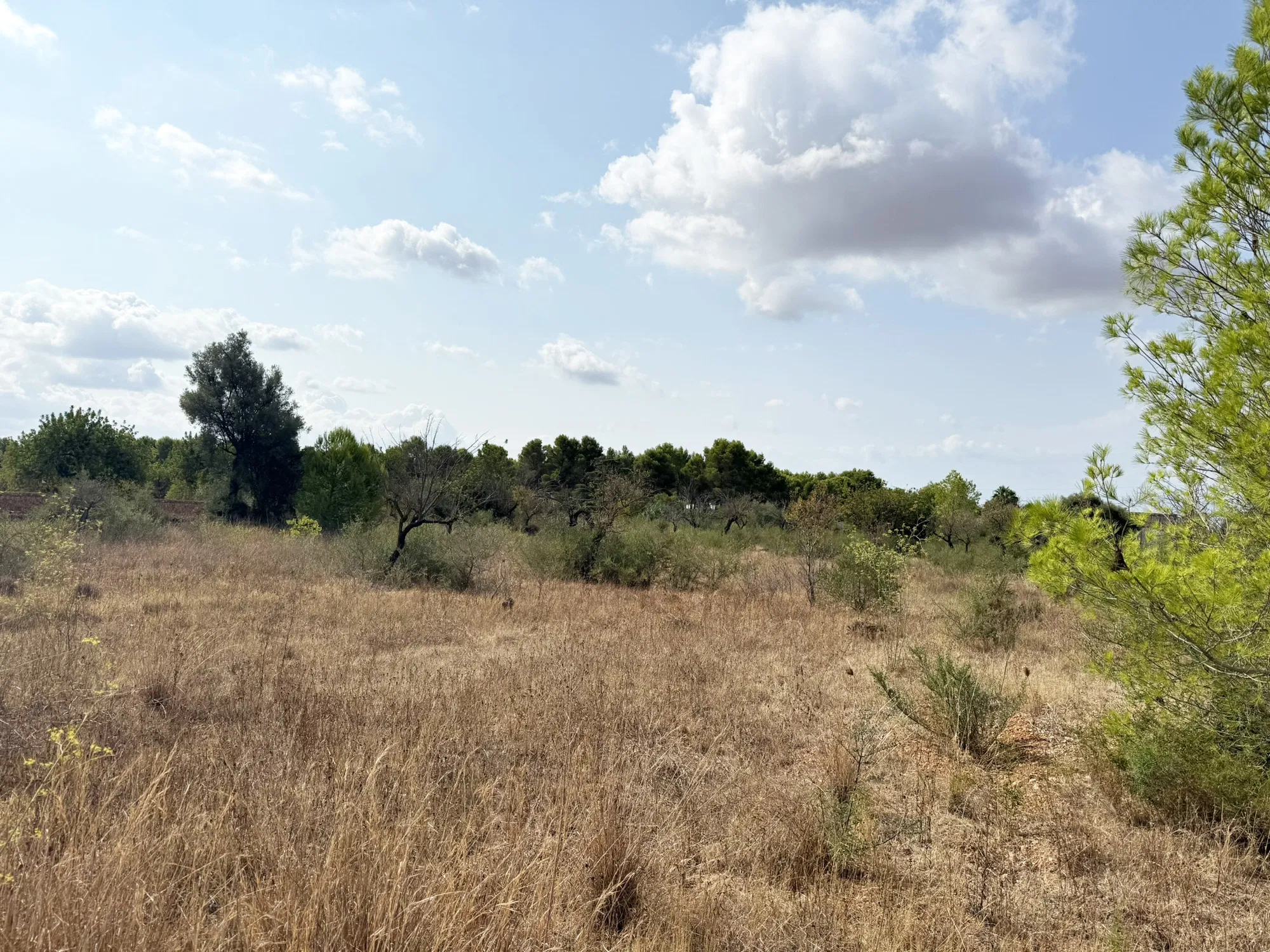 Parcel·la exclusiva per a una vila de luxe a prop de Palma-7