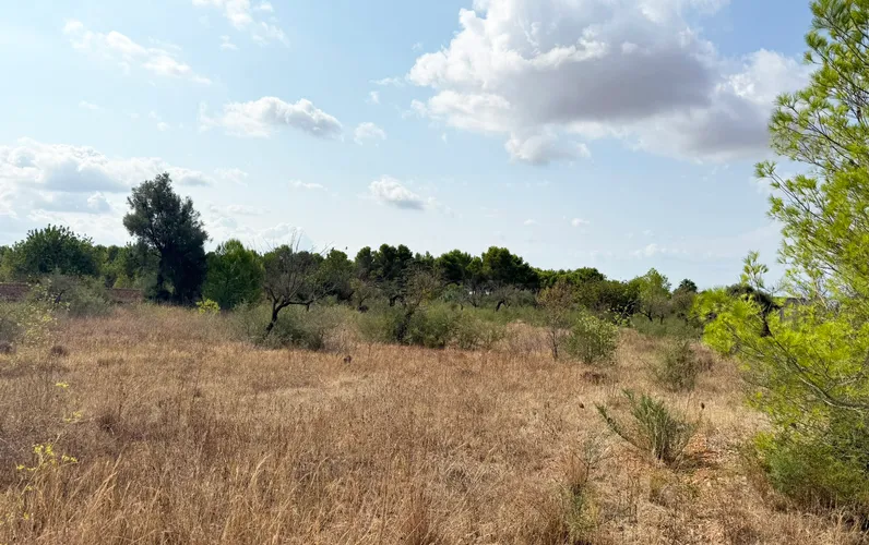 Terreno edificabile esclusivo per una finca di lusso vicino a Palma