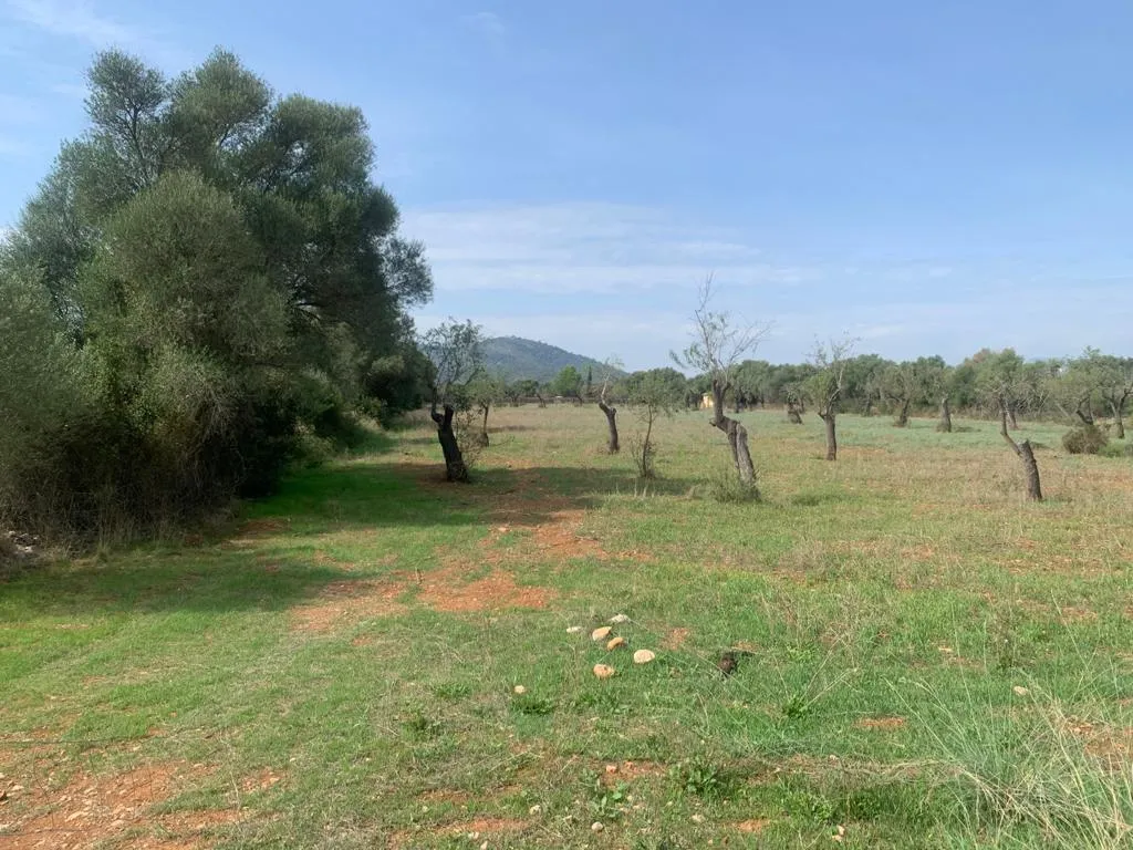 Plot with building license in Búger-1