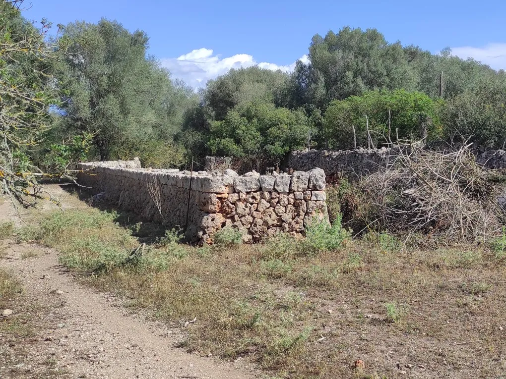 Son Marrón: En historisk skat i hjertet af Mallorca-7