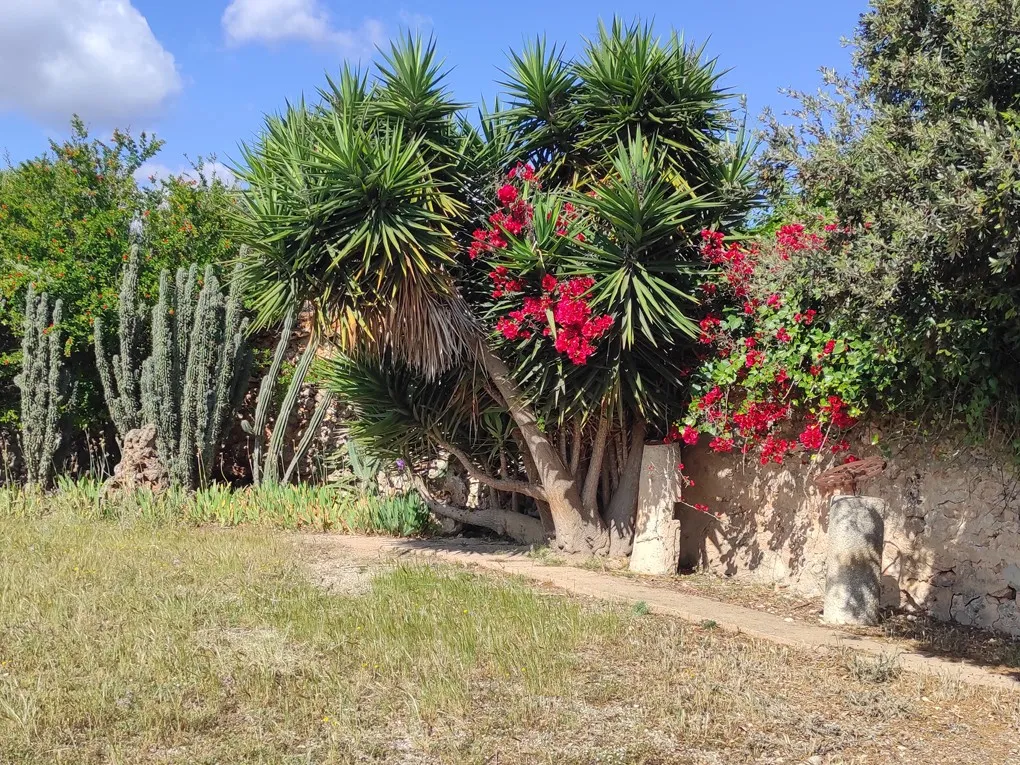 Son Marrón: En historisk skat i hjertet af Mallorca-2