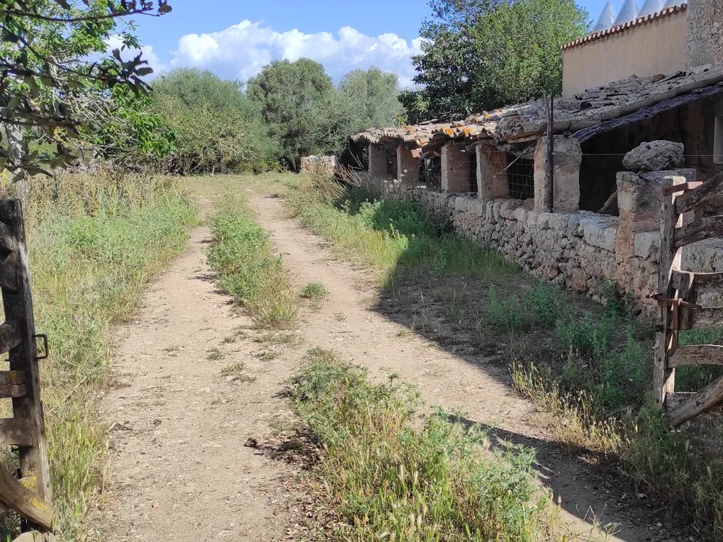 Son Marrón: een historische schat in het hart van Mallorca-4