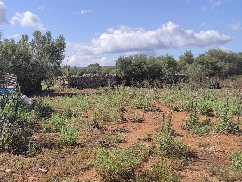 Son Marrón: En historisk skat i hjertet af Mallorca-8