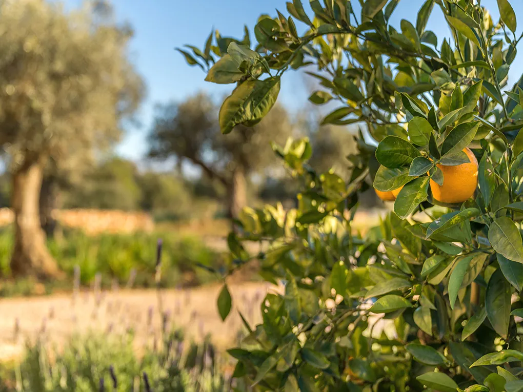 Mooie finca met zwembad bij Santanyi-9